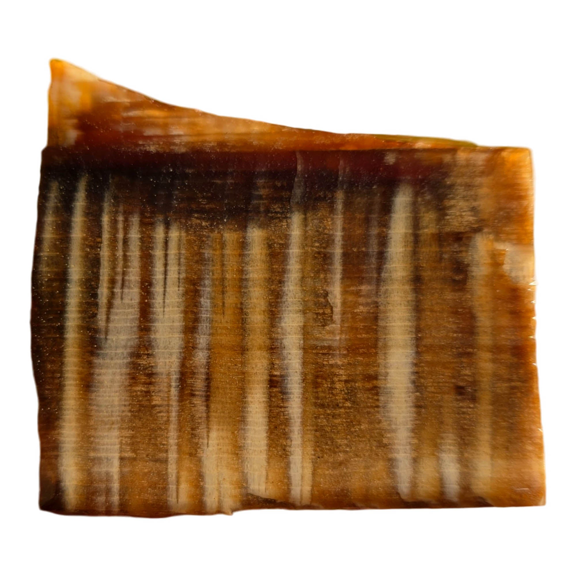 Badger Pocket Petrified Wood Slab – Rare 1940s Sycamore Pattern #3718-Photo1