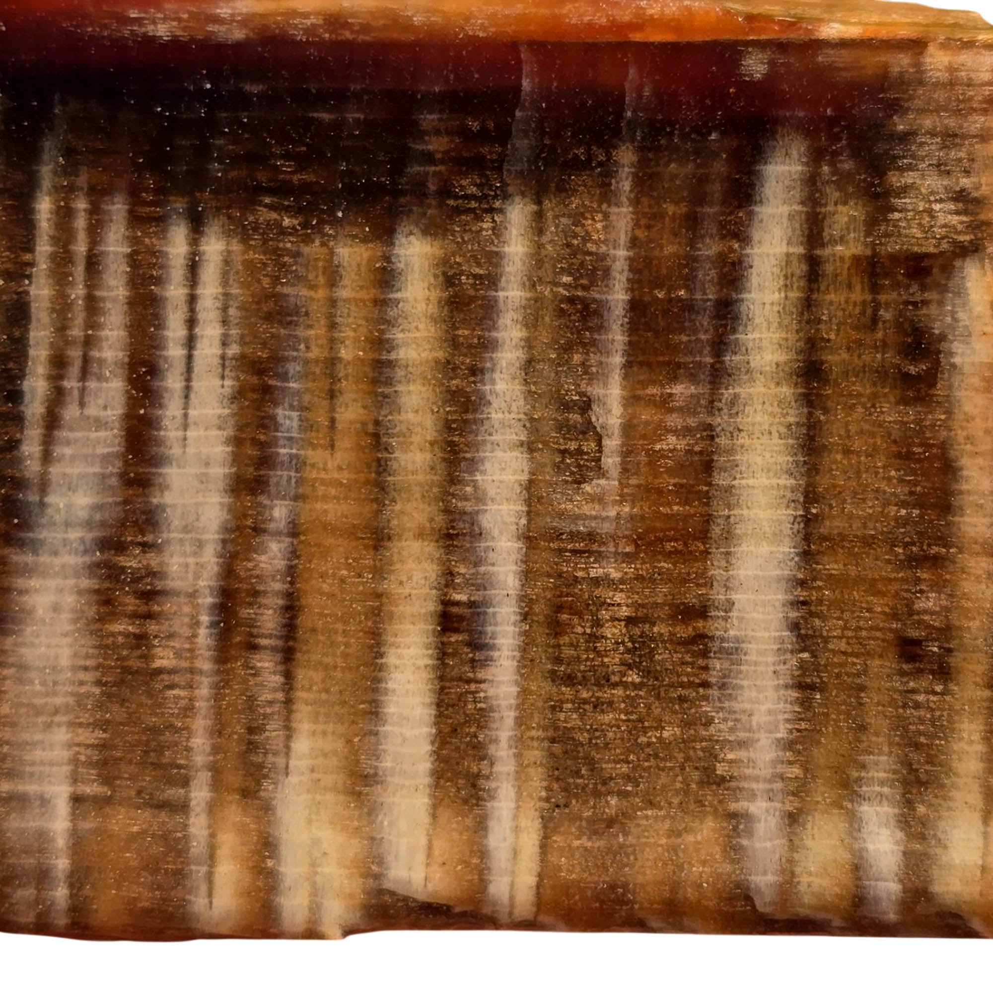 Badger Pocket Petrified Wood Slab – Rare 1940s Sycamore Pattern #3718-Photo3