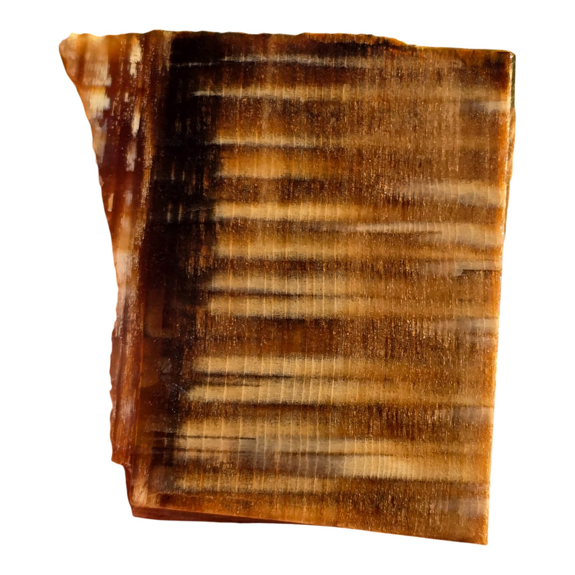 Badger Pocket Petrified Wood Slab – Rare 1940s Sycamore Pattern #3718-Photo4