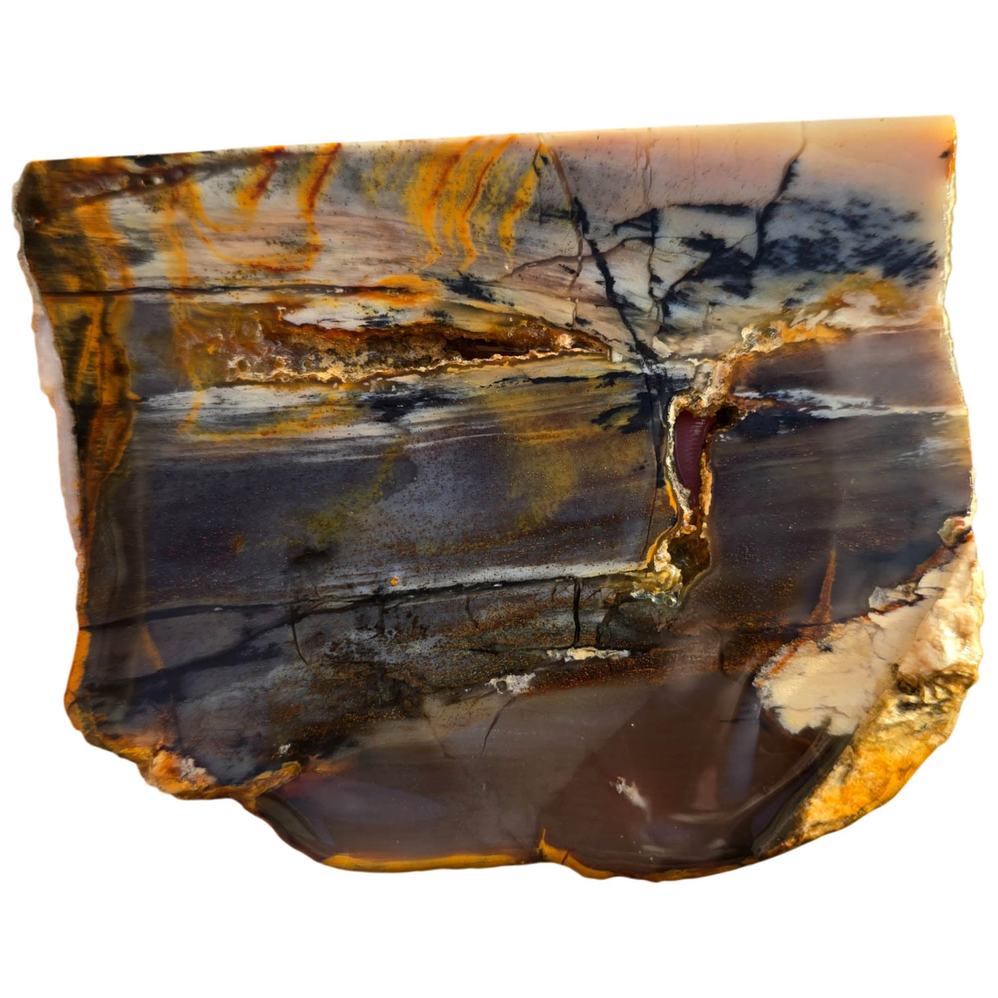 Mystery Petrified Wood Slab – Coffee Cream Black Dendrites #3722-Photo1