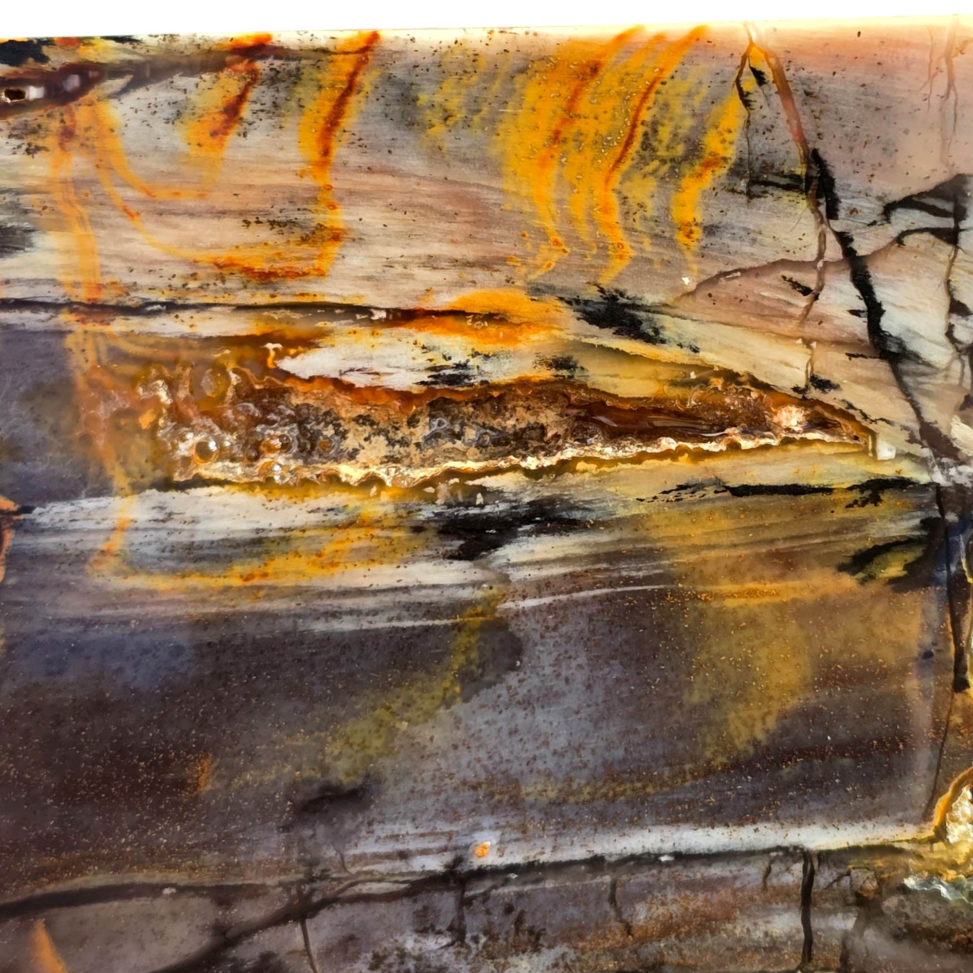 Mystery Petrified Wood Slab – Coffee Cream Black Dendrites #3722-Photo2