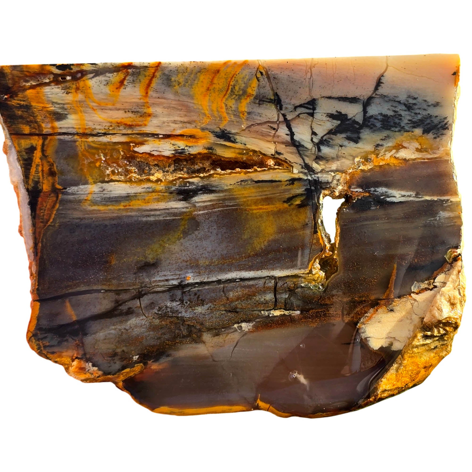 Mystery Petrified Wood Slab – Coffee Cream Black Dendrites #3722-Photo3