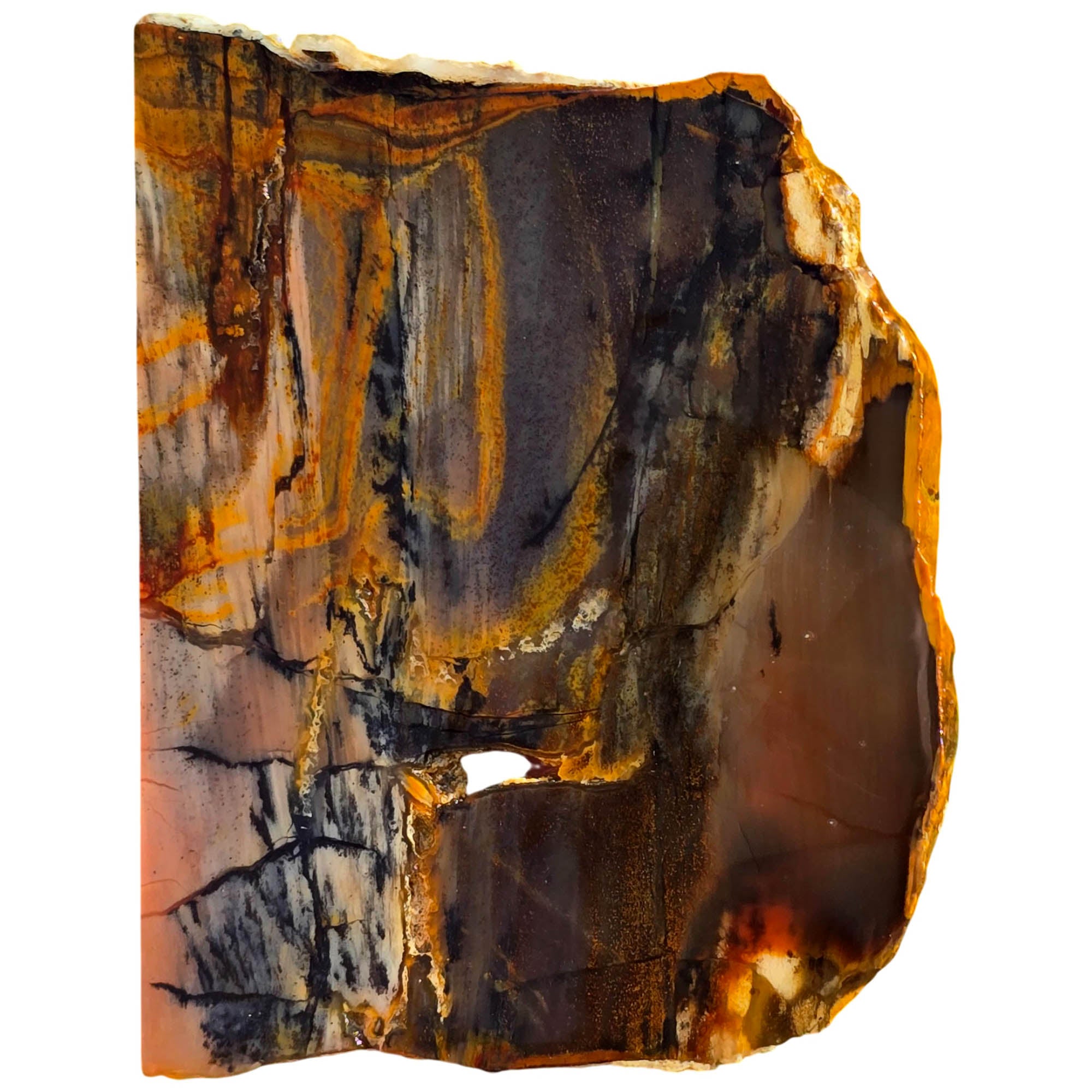 Mystery Petrified Wood Slab – Coffee Cream Black Dendrites #3722-Photo4