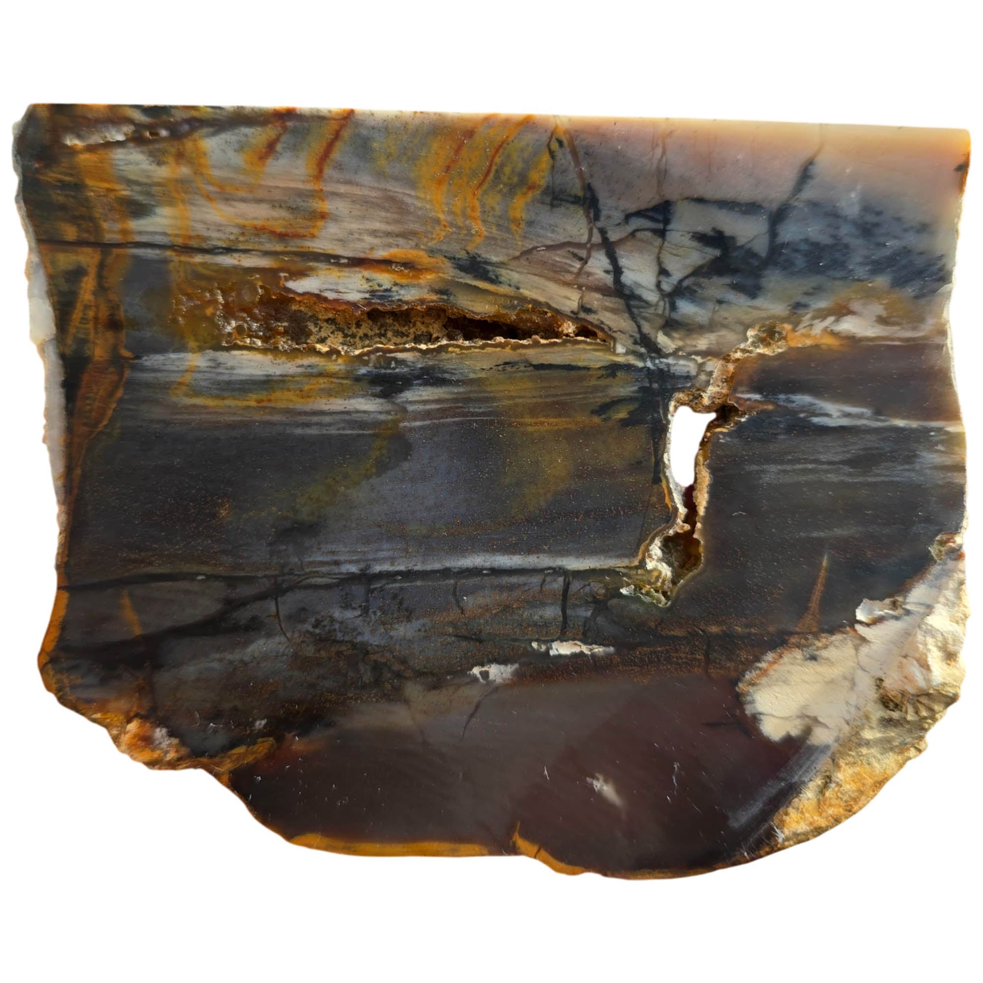 Mystery Petrified Wood Slab Dry – Coffee Cream Black Dendrites #3722-Photo5