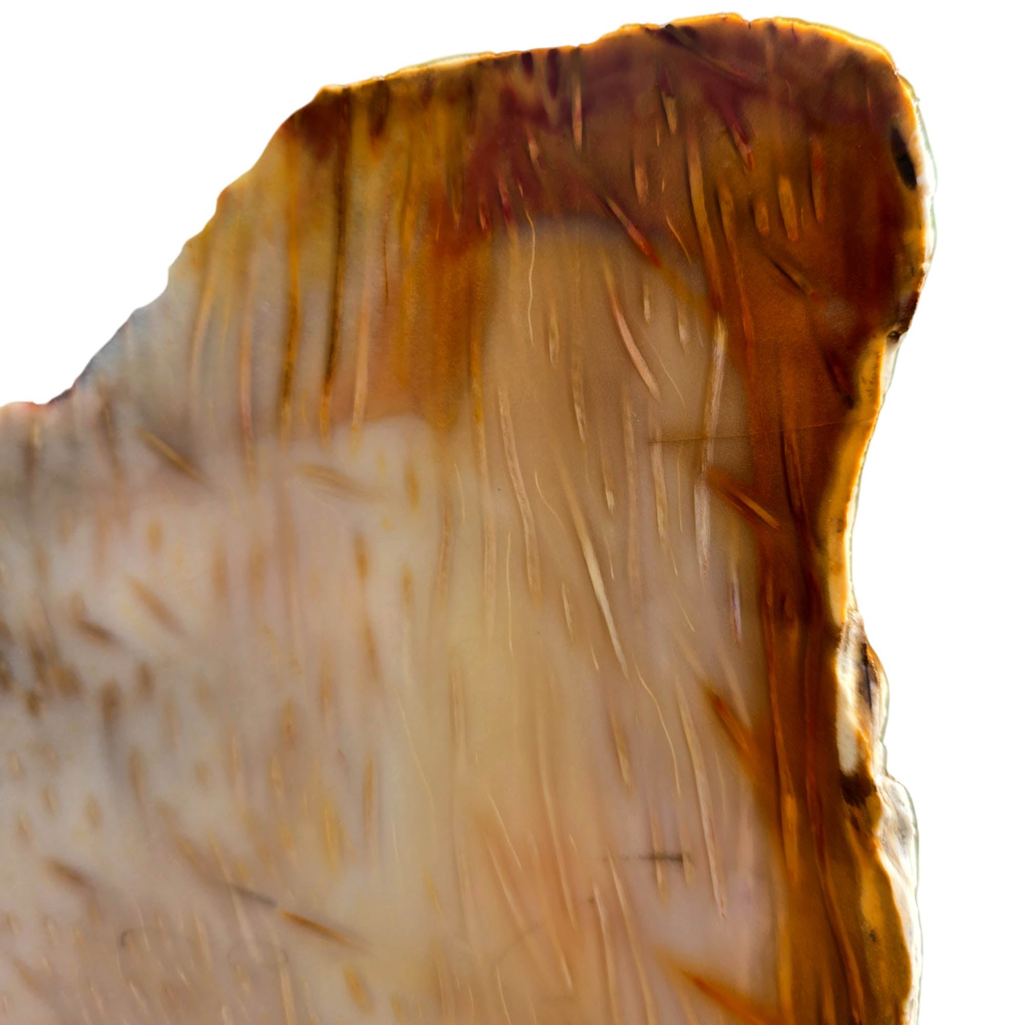 Indonesian Fossil Palm Wood Slab – Butterscotch Classic Pattern #3724-2