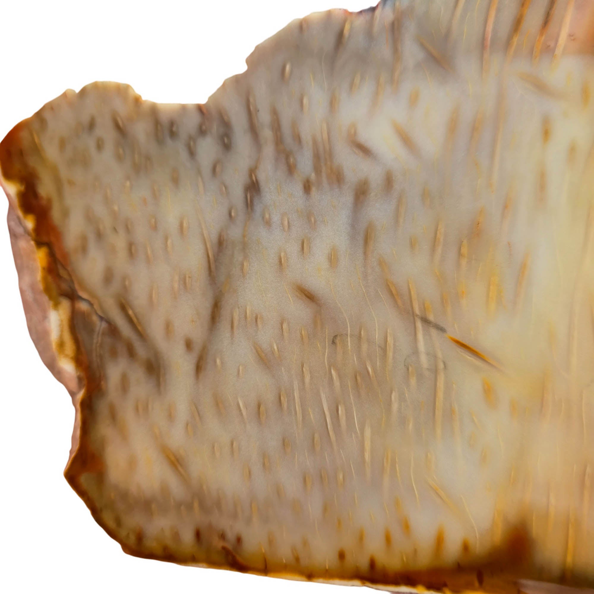 Indonesian Fossil Palm Wood Slab – Butterscotch Classic Pattern #3724-3