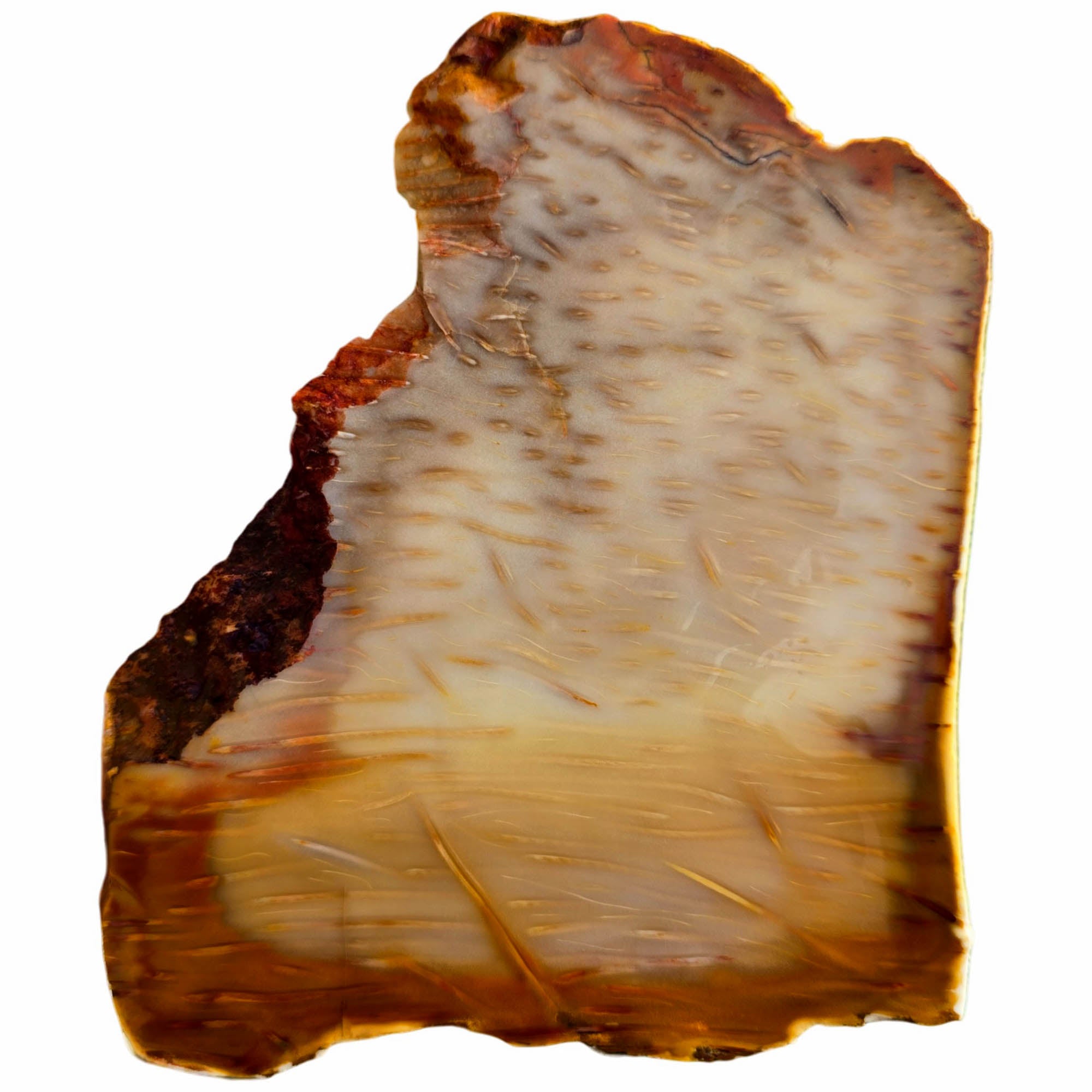 Indonesian Fossil Palm Wood Slab – Butterscotch Classic Pattern #3724-4