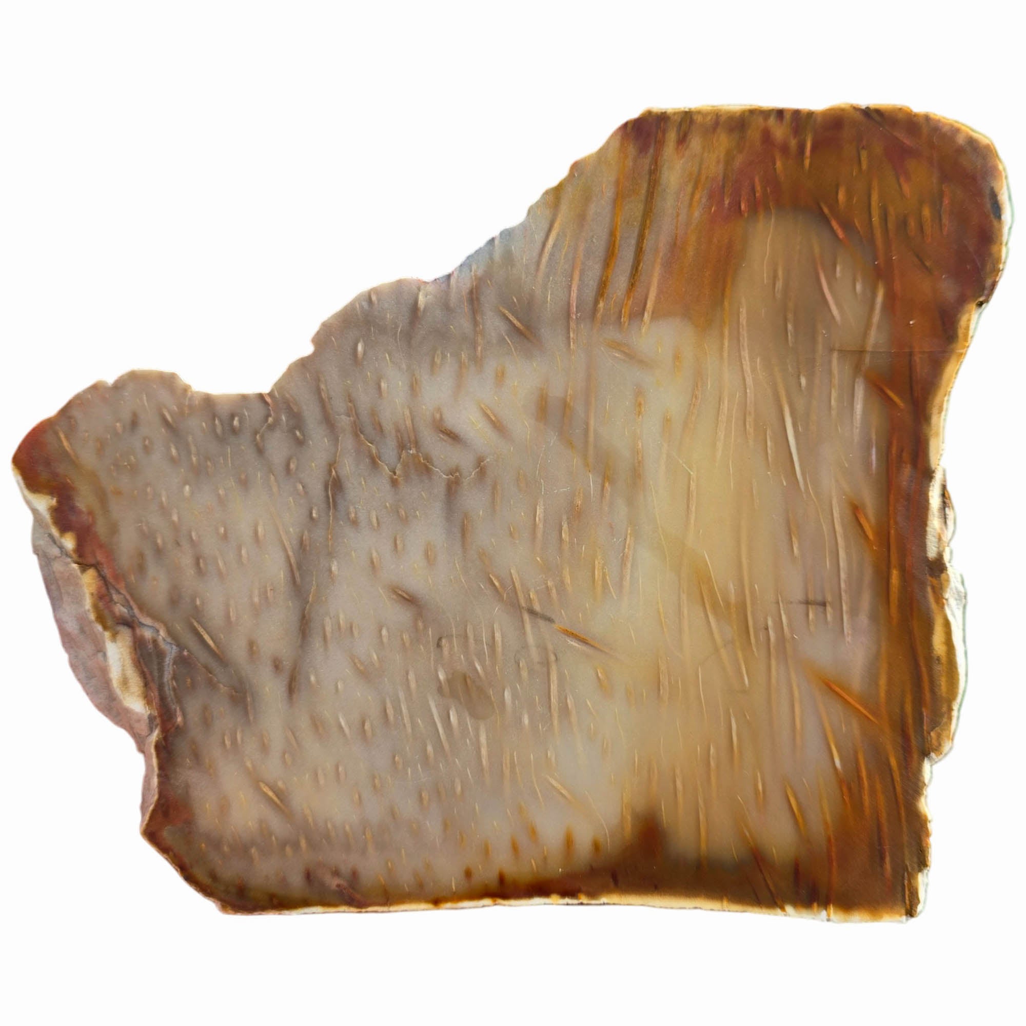 Indonesian Fossil Palm Wood Slab Dry – Butterscotch Classic Pattern #3724-5