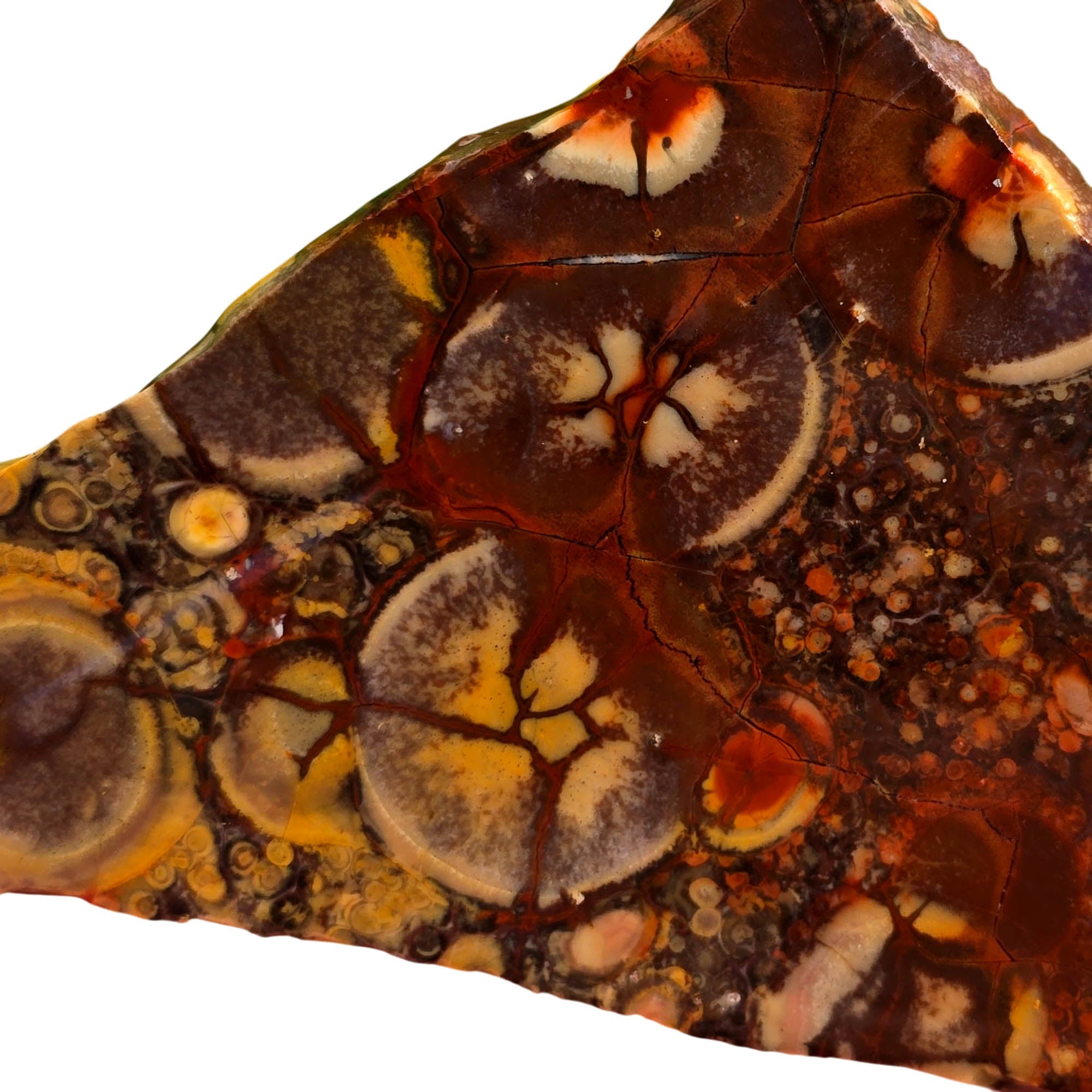 Birdseye Rhyolite Slab - Purple Orbicular Eyes Mexican Old Stock #3728-Photo2