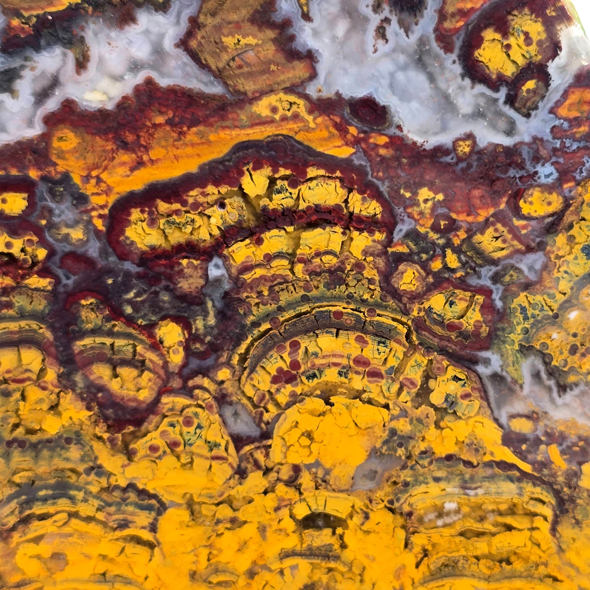 Apple Valley Jasper Slab – Hematite Flowers Oolitic Patterns Bright Red #3740-Photo2