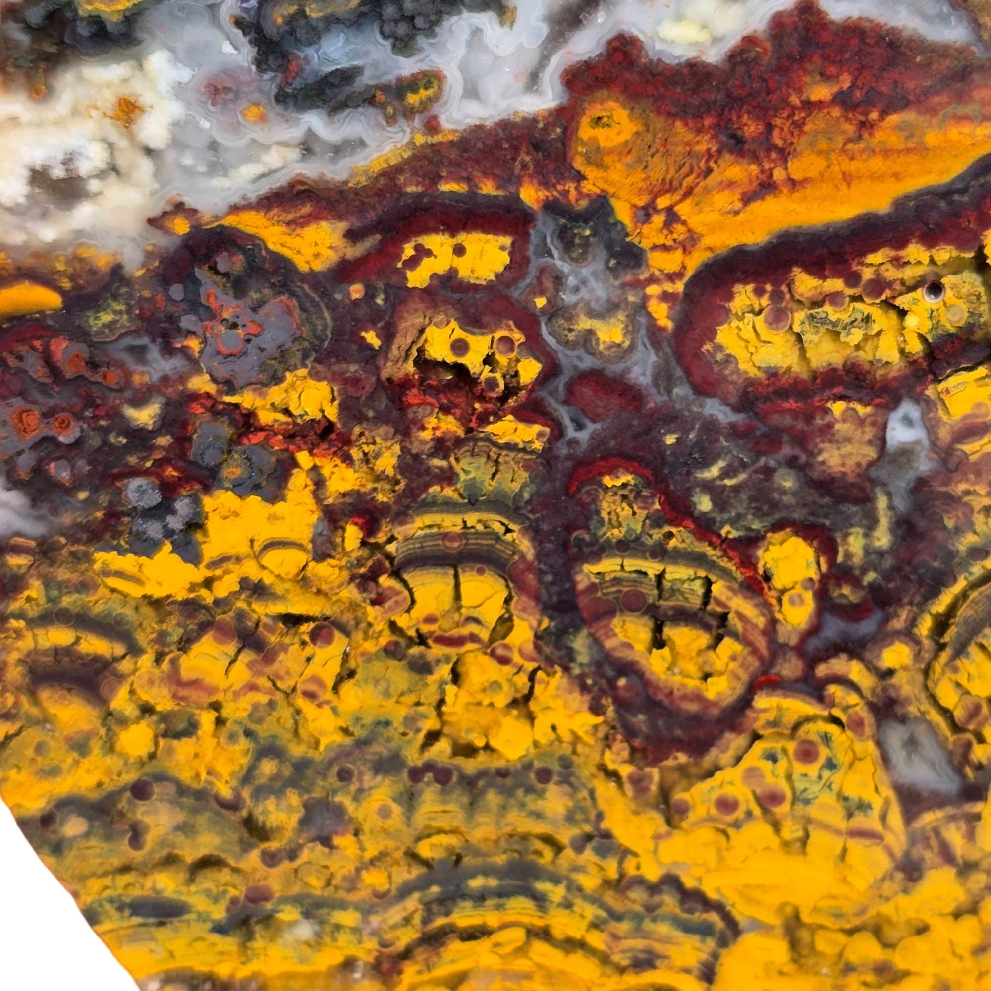 Apple Valley Jasper Slab – Hematite Flowers Oolitic Patterns Bright Red #3740-Photo4