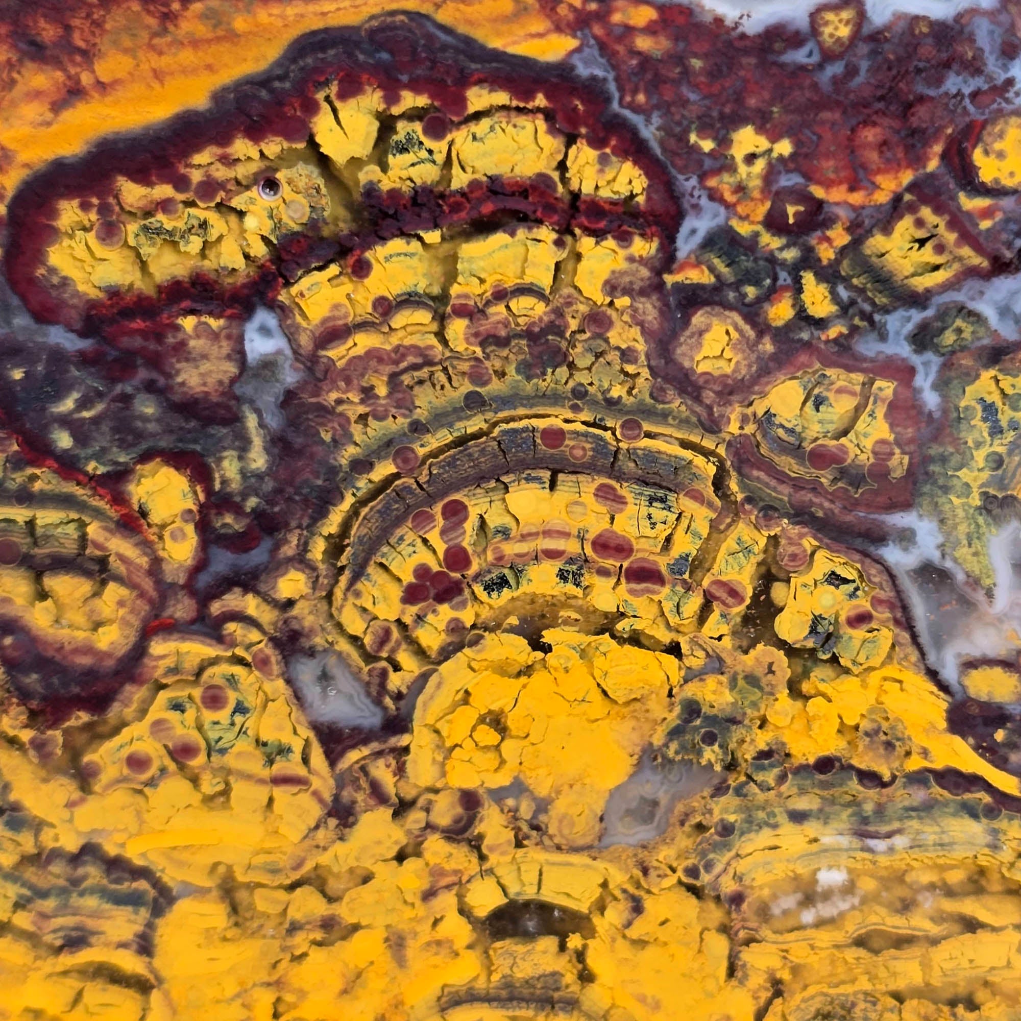 Apple Valley Jasper Slab – Hematite Flowers Oolitic Patterns Bright Red #3740-Photo5