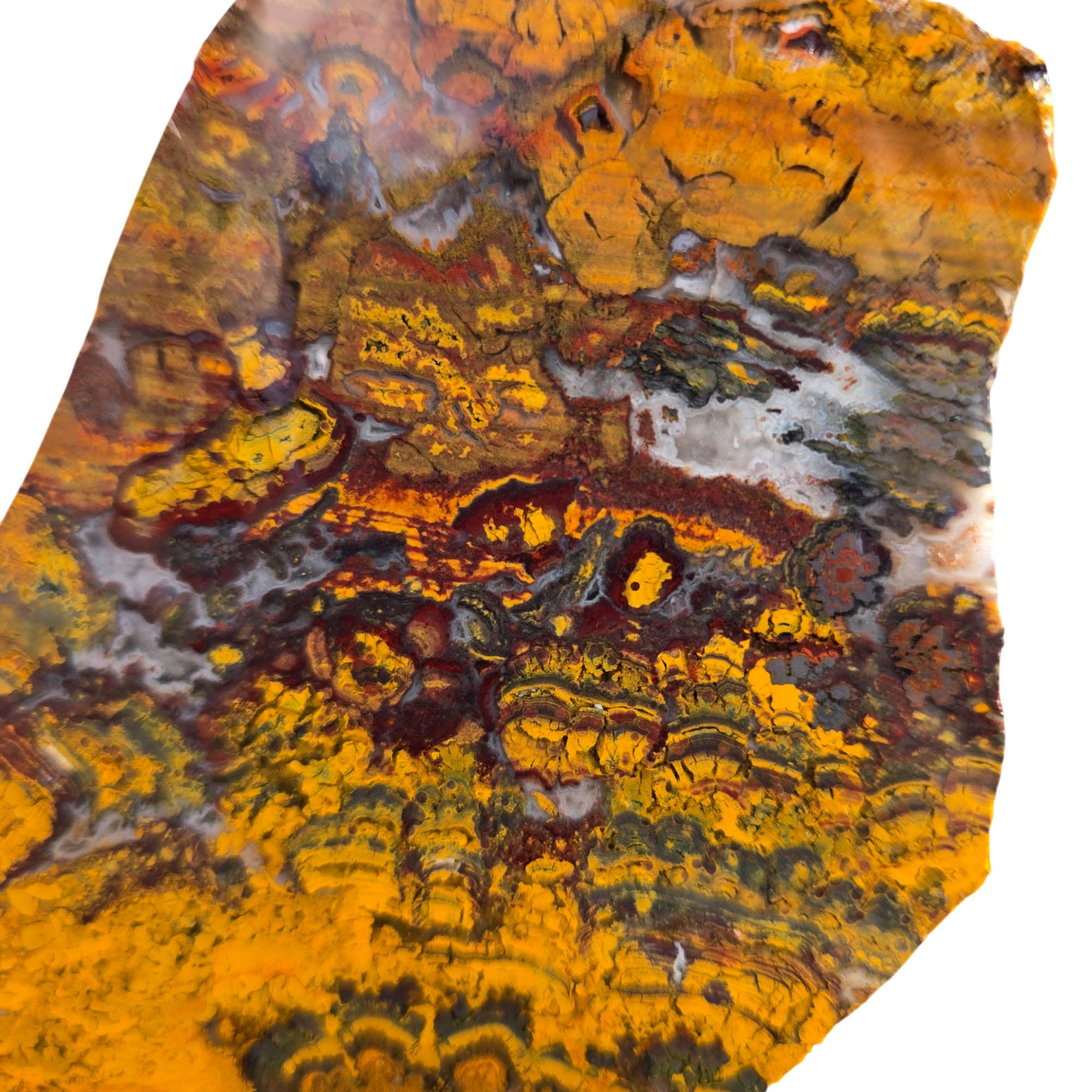 Apple Valley Jasper Slab – Hematite Flowers Oolitic Patterns Bright Red #3740-Photo7