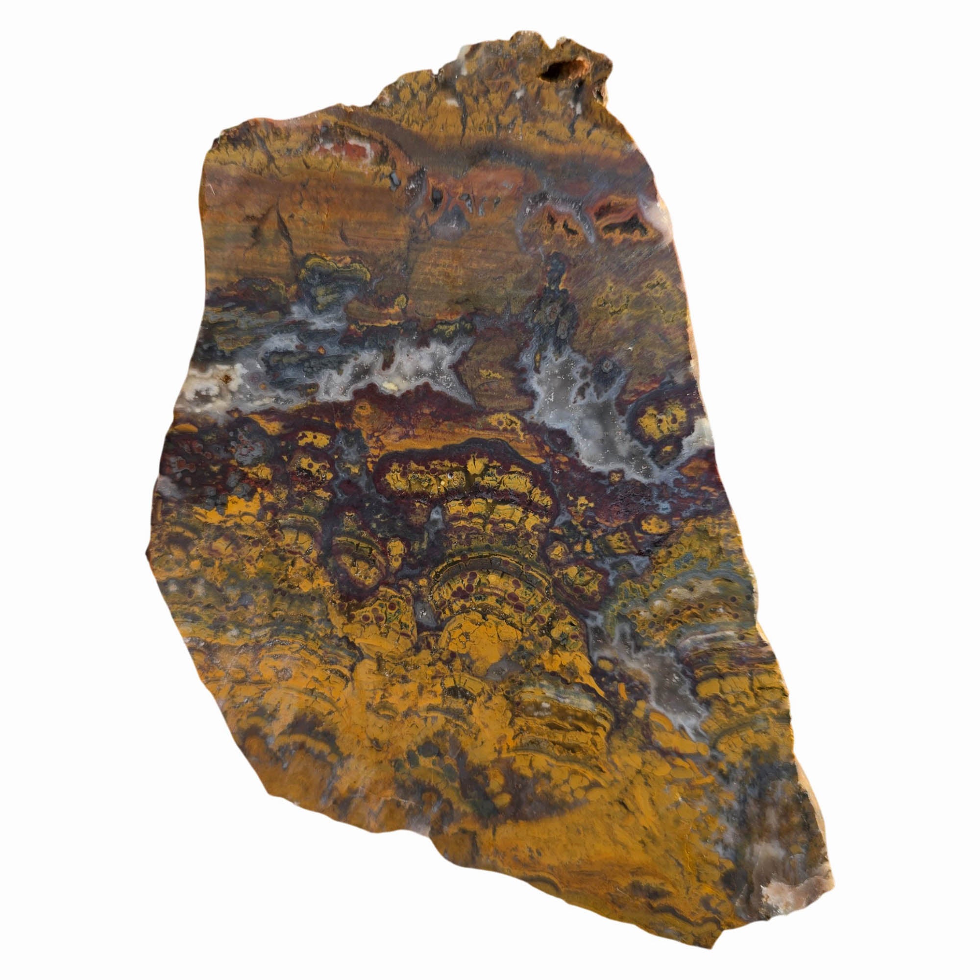 Apple Valley Jasper Slab Dry – Hematite Flowers Oolitic Patterns Sahara #3740-Photo8