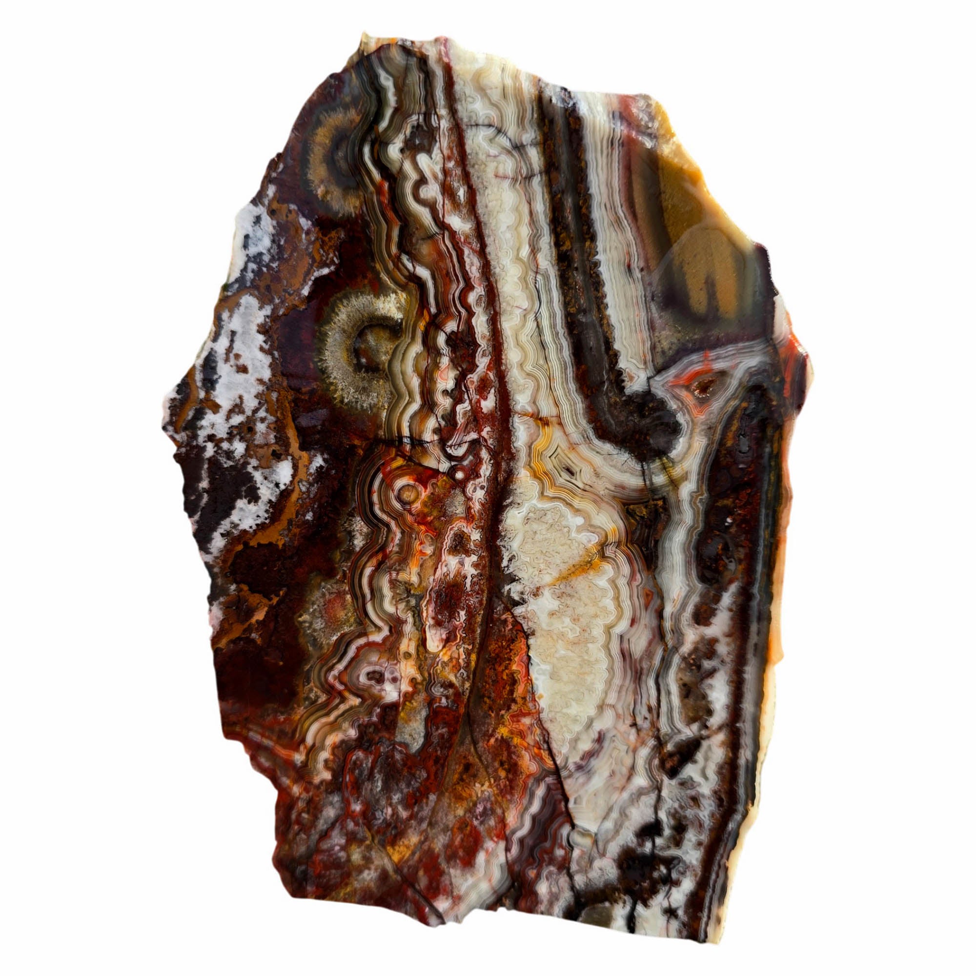 Crazy Lace Agate Slab - Bright Laguna Colors Fireworks Mexico #3742-Photo5