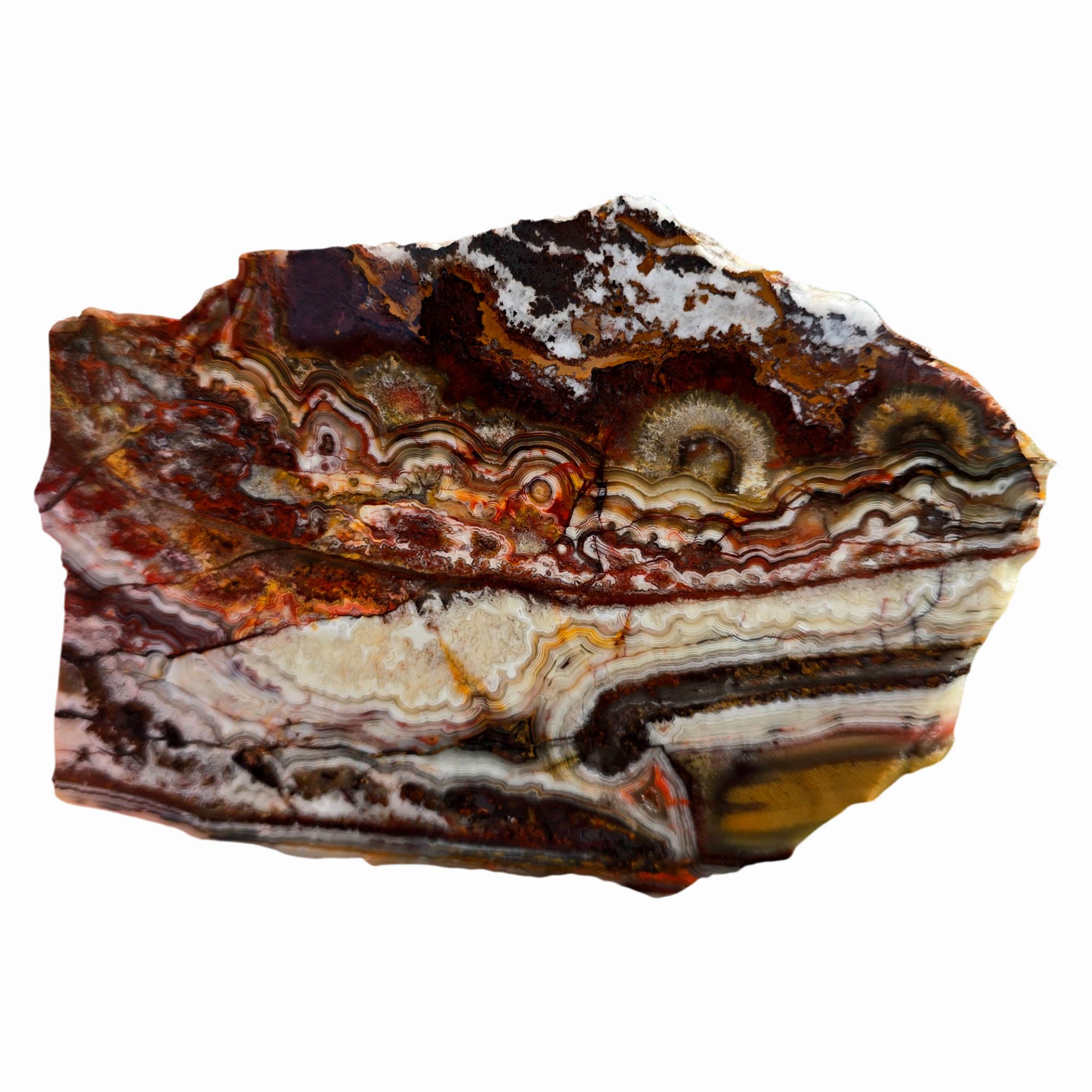 Crazy Lace Agate Slab - Bright Laguna Colors Fireworks Mexico #3742-Photo6
