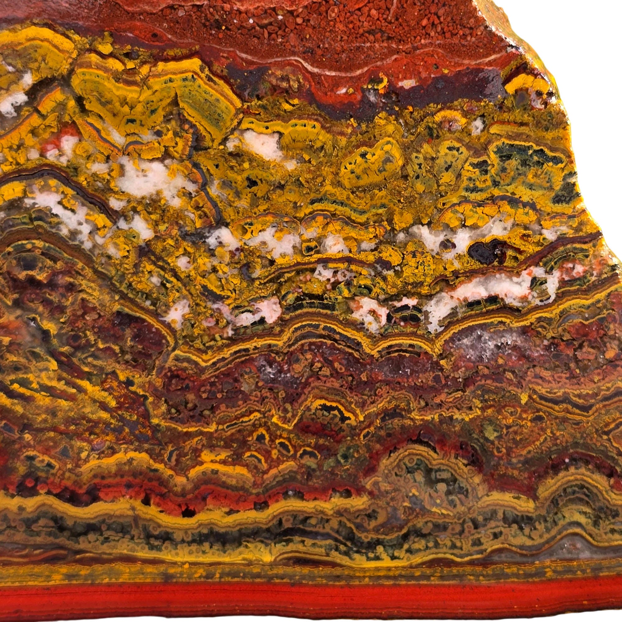 Apple Valley Jasper Slab - Wavy Stromatolites Hematite Flowers Sahara #3745-2