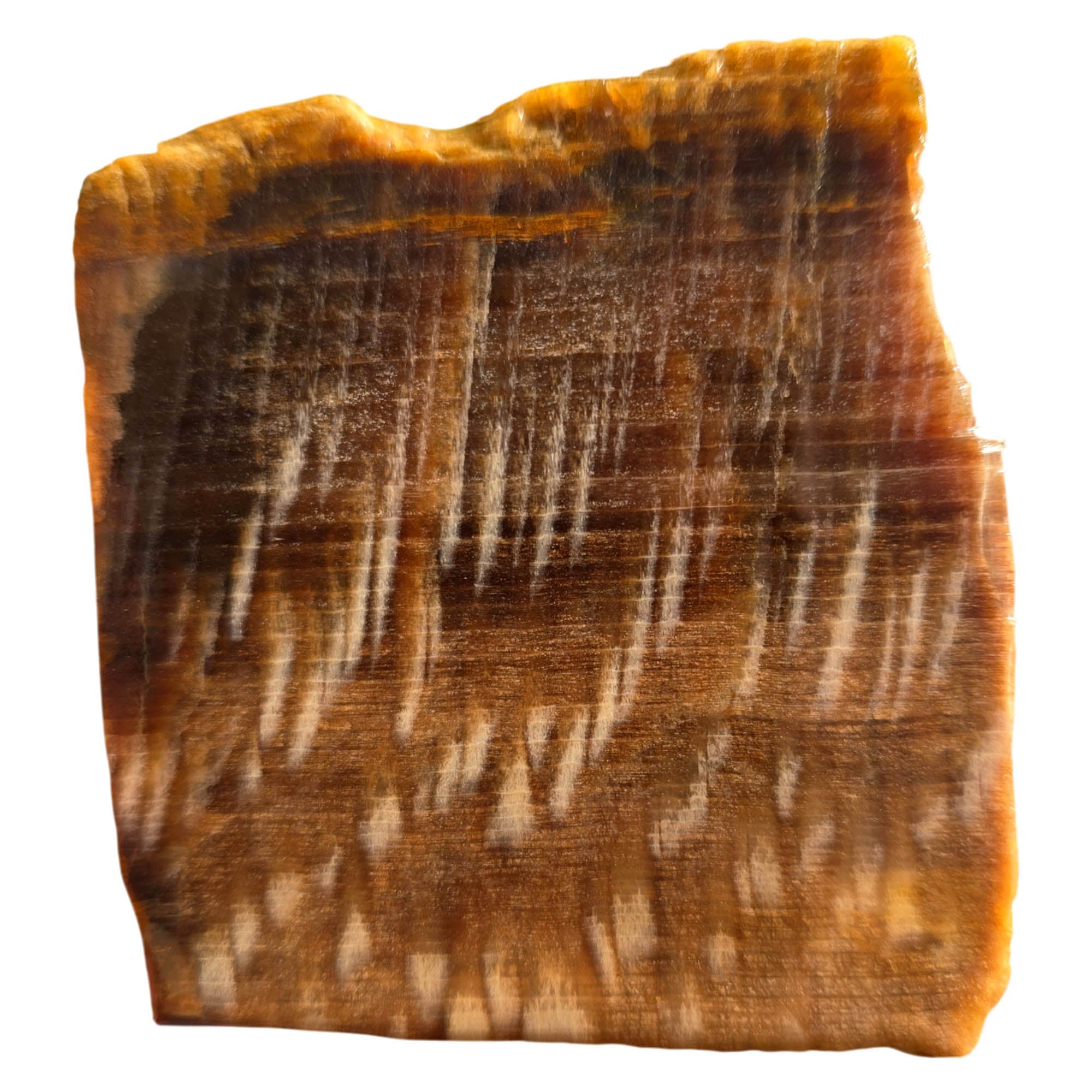 Badger Pocket Petrified Wood Slab – Rare Sycamore Pattern Yakima #3746-Photo2