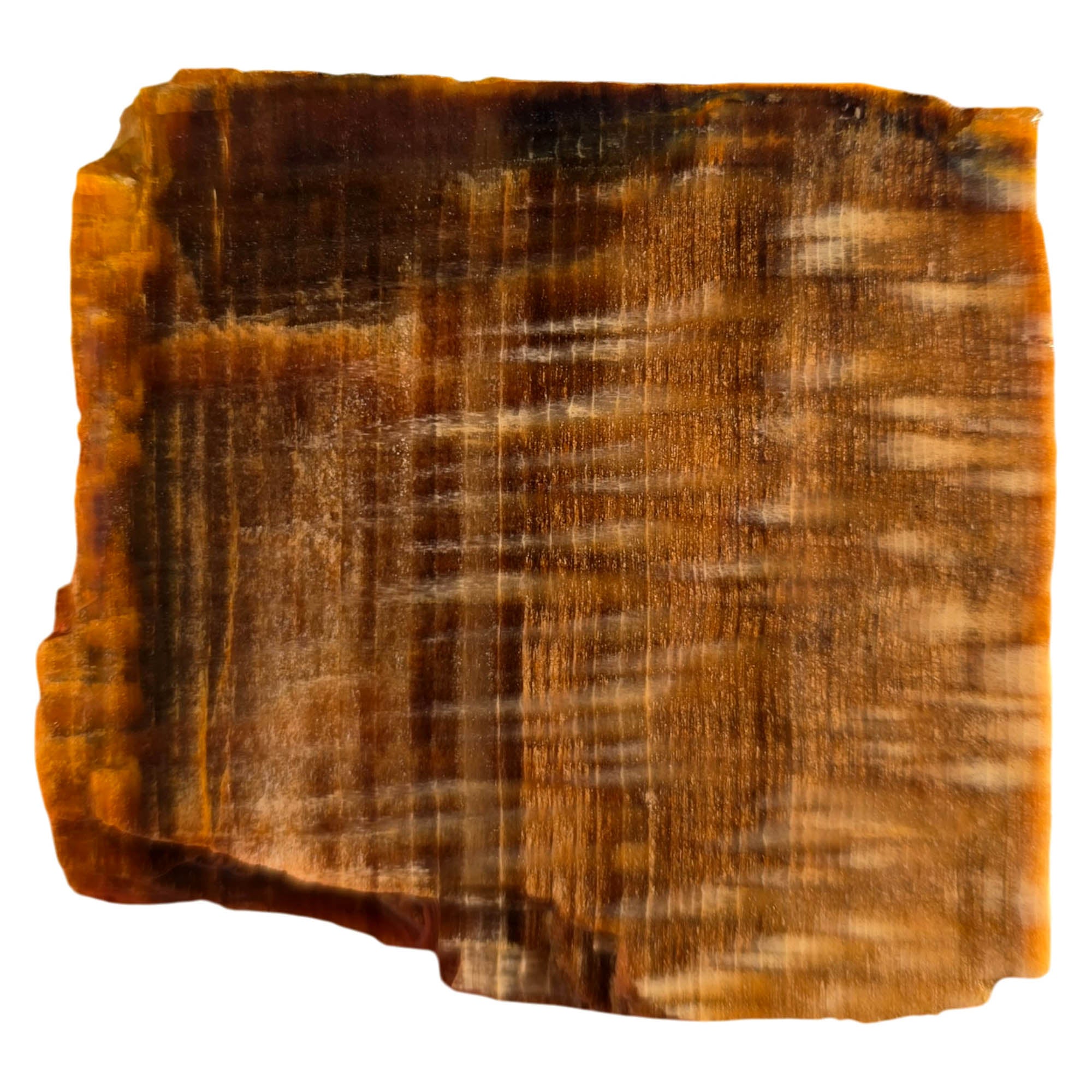 Badger Pocket Petrified Wood Slab – Rare Sycamore Pattern Yakima #3746-Photo3