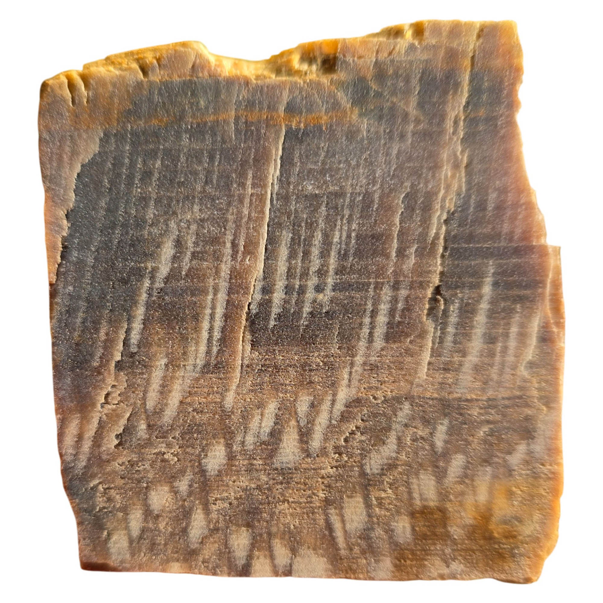Badger Pocket Petrified Wood Slab Dry – Rare Sycamore Pattern Yakima #3746-Photo4
