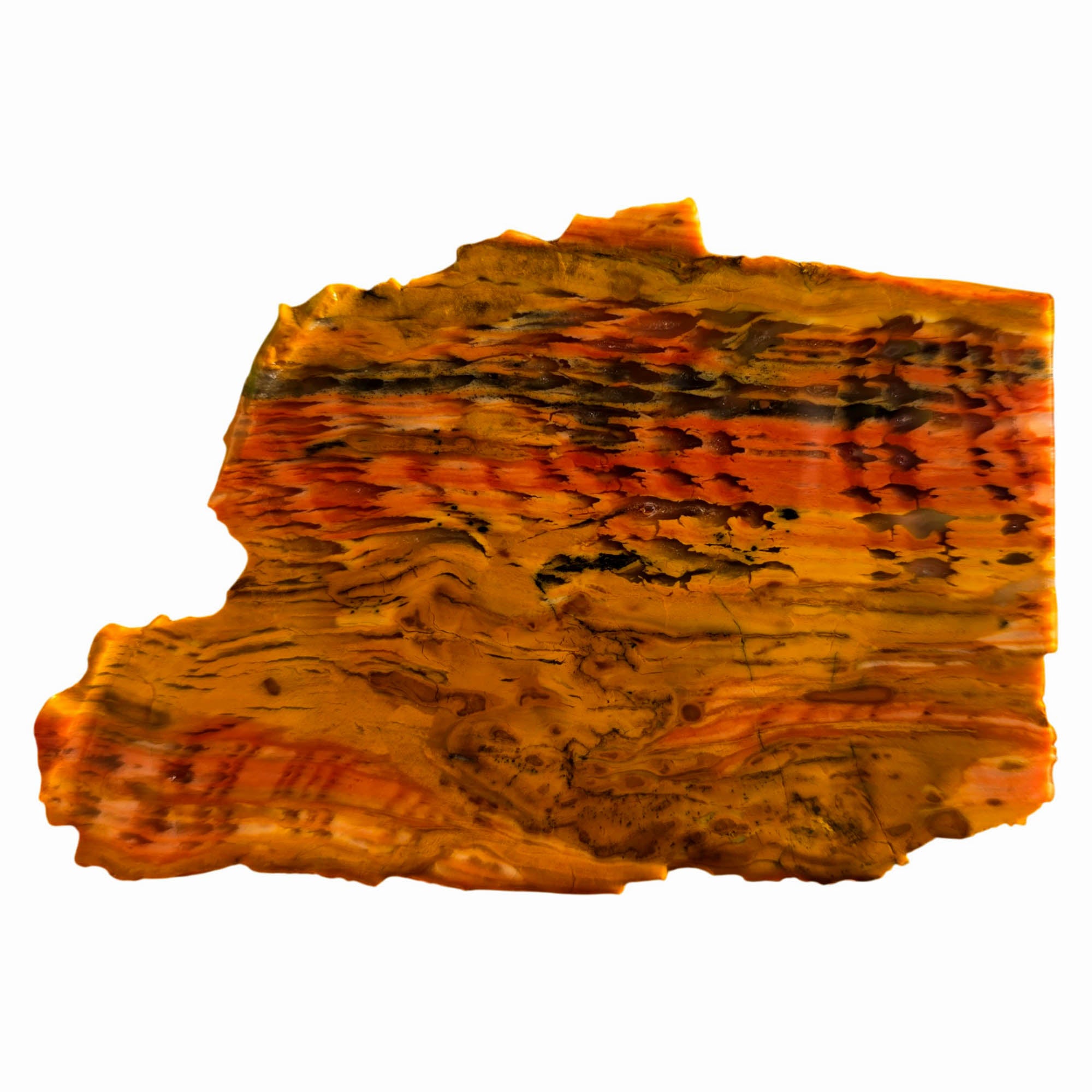 Howardite Slab - Rattlesnake Pattern Old Stock Nevada Opalized Silicate #3747-Photo1