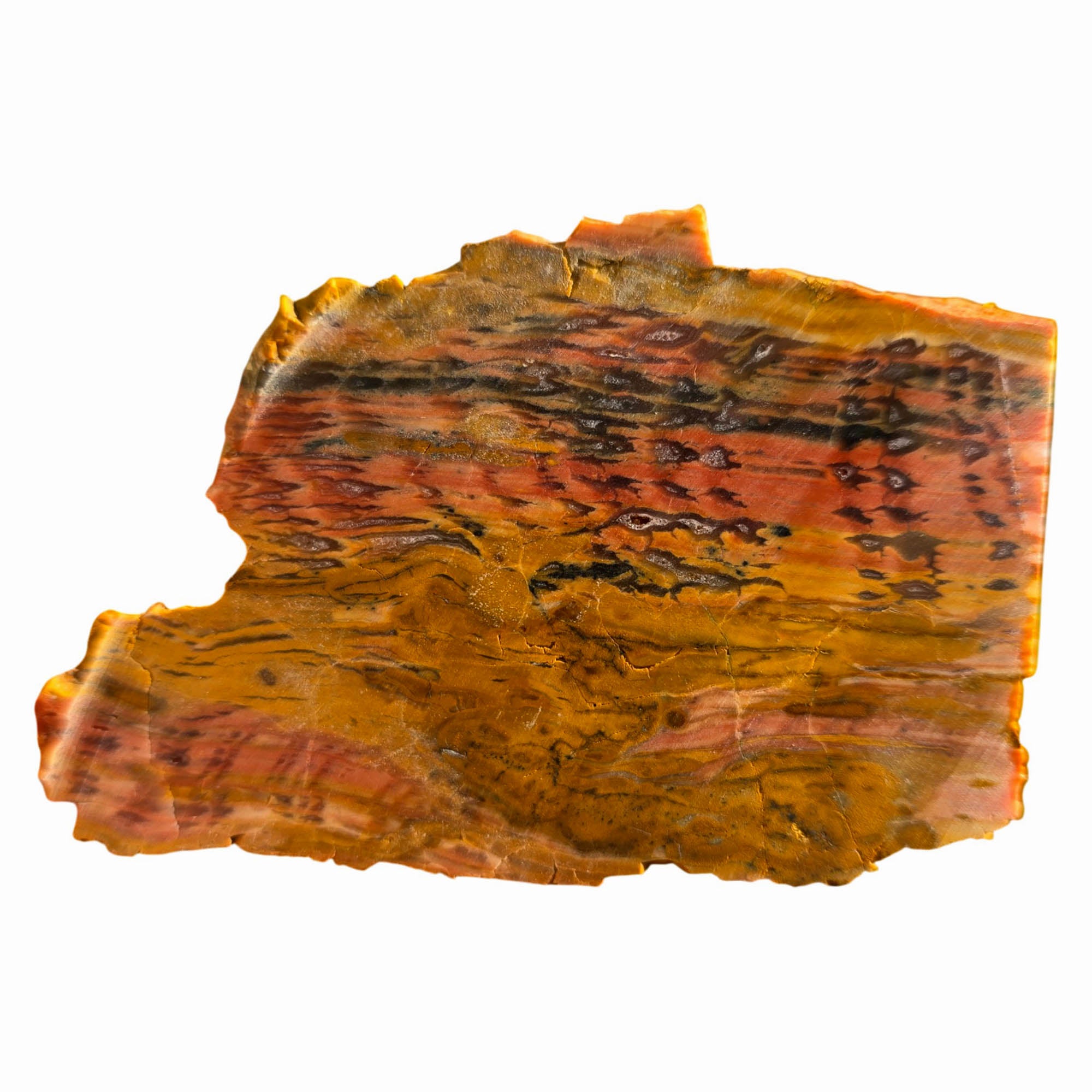 Howardite Slab Dry - Rattlesnake Pattern Old Stock Nevada Opalized Silicate #3747-Photo4