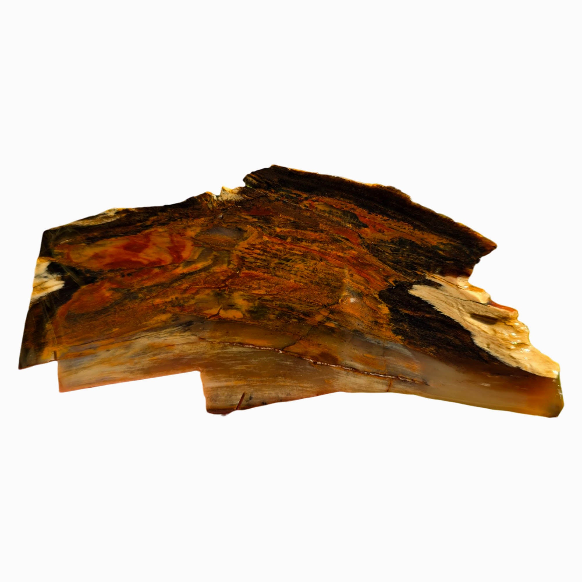 Mystery Petrified Wood Slab – Sunset Colorations Estate Collection! #3748-Photo2
