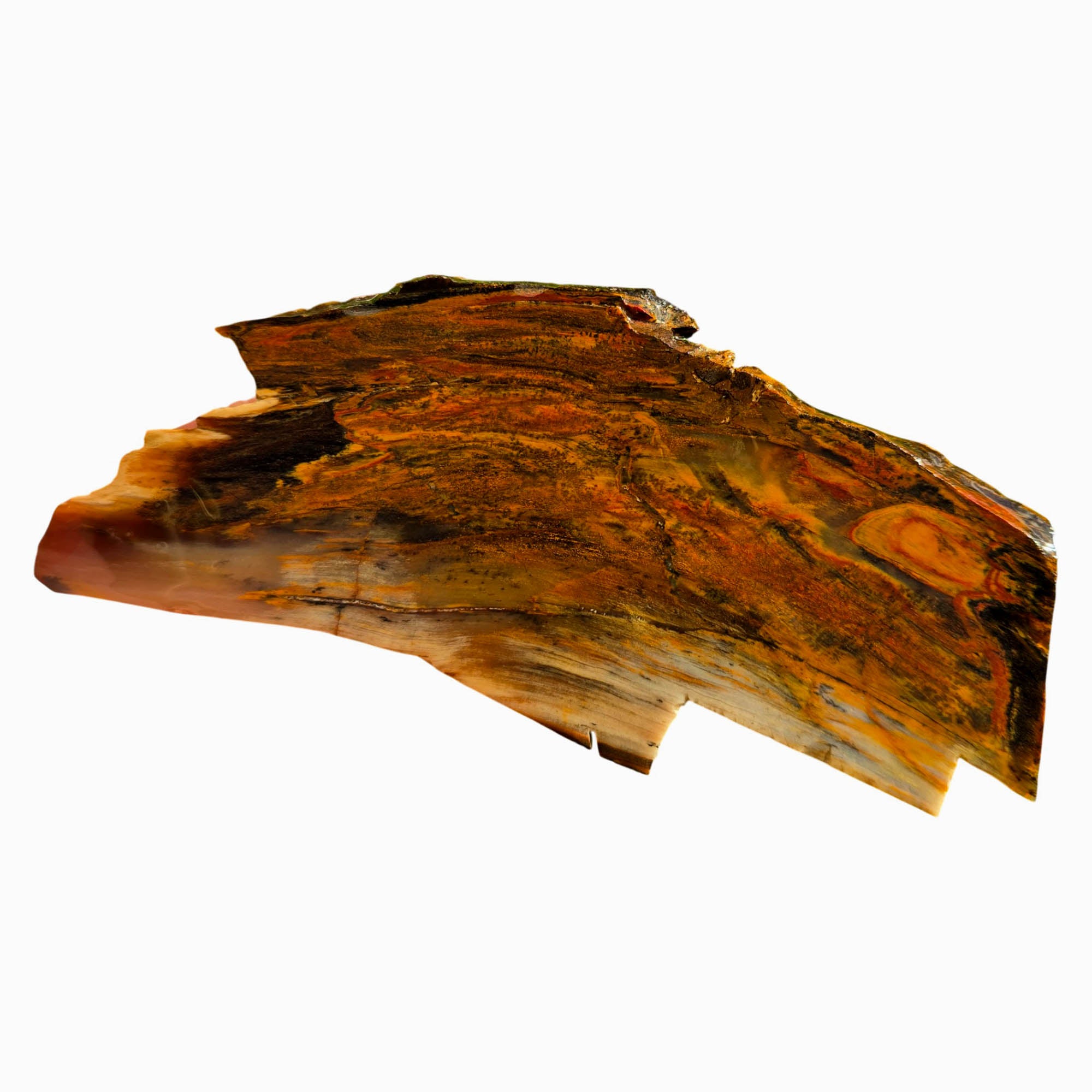 Mystery Petrified Wood Slab – Sunset Colorations Estate Collection! #3748-Photo4