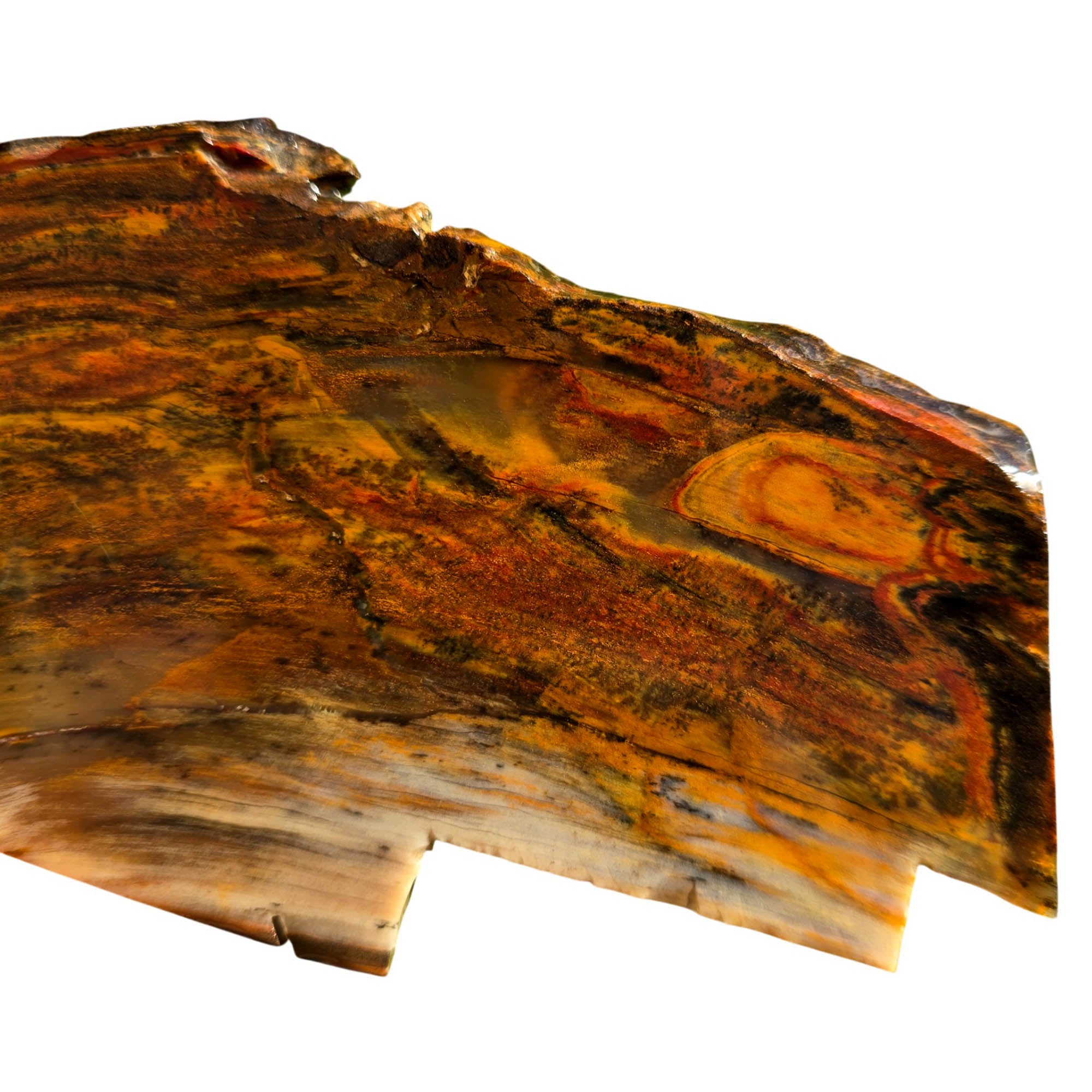 Mystery Petrified Wood Slab – Sunset Colorations Estate Collection! #3748-Photo5