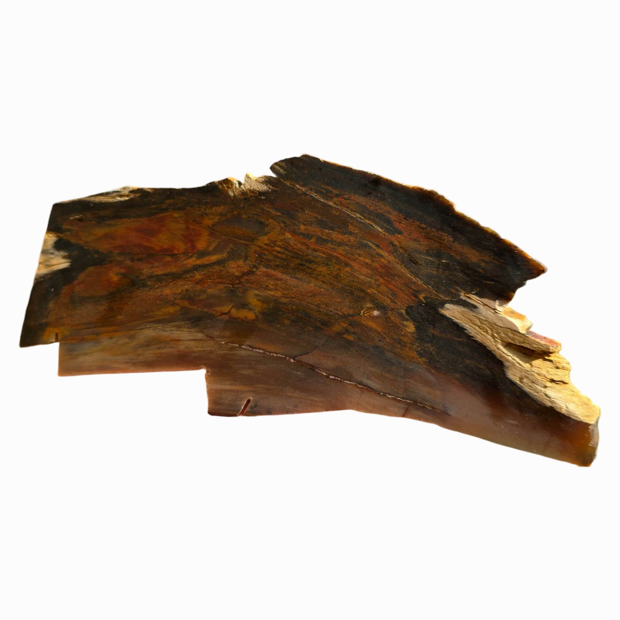 Mystery Petrified Wood Slab Dry – Sunset Colorations Estate Collection! #3748-Photo6