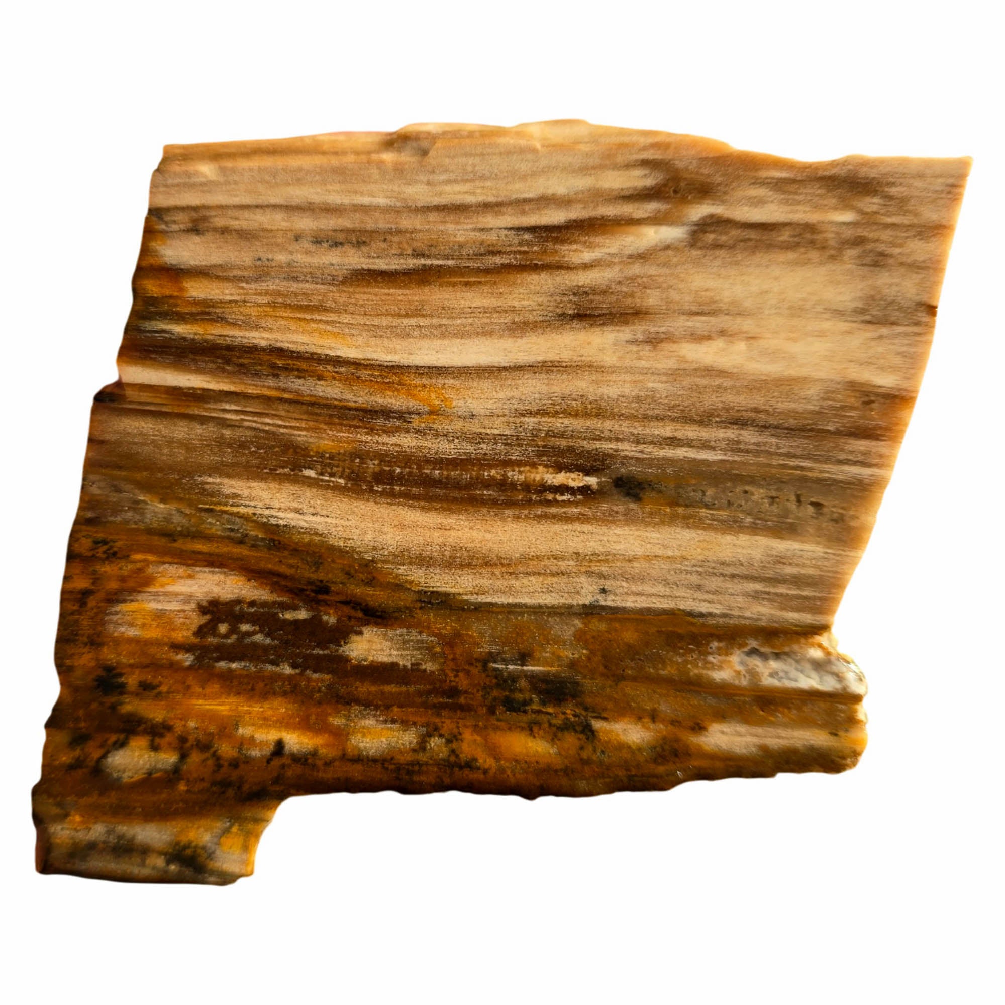 Mystery Petrified Wood Slab – Flowing Woodgrain Pattern! #3749-Photo1