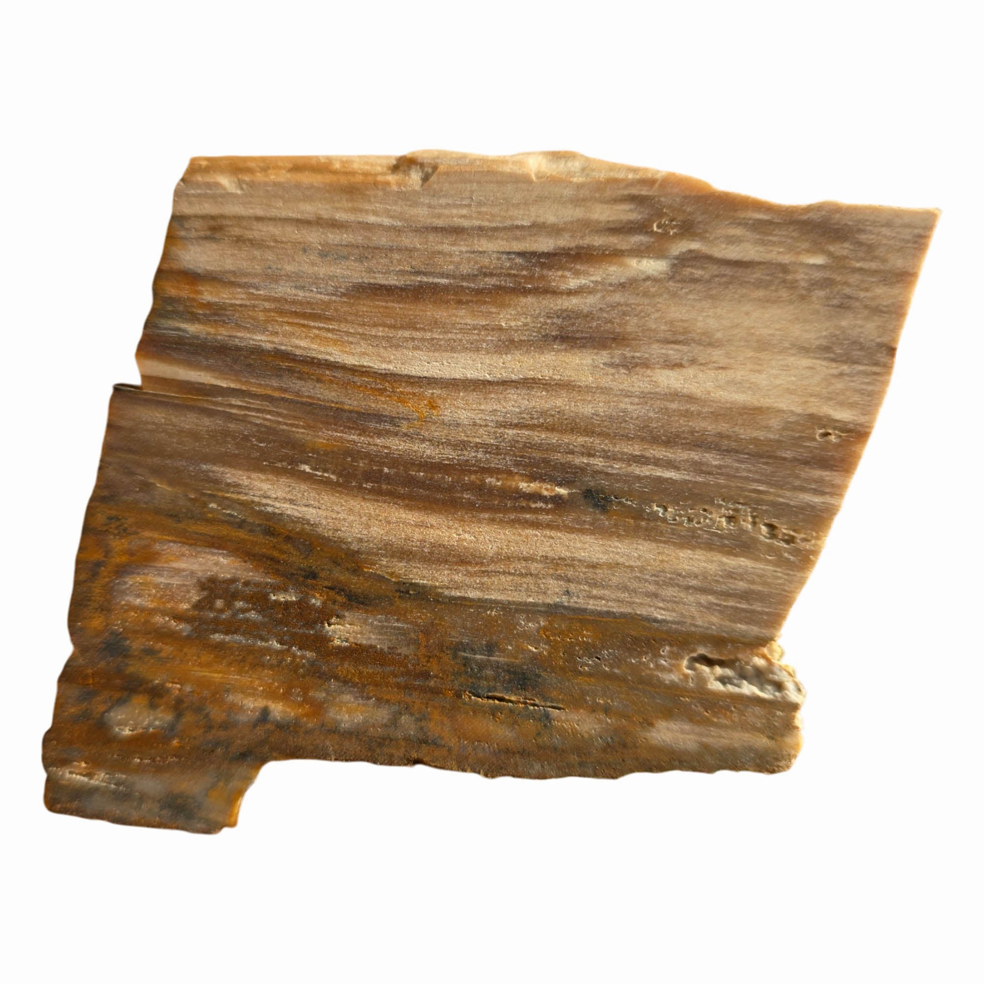 Mystery Petrified Wood Slab Dry – Flowing Woodgrain Pattern! #3749-Photo5