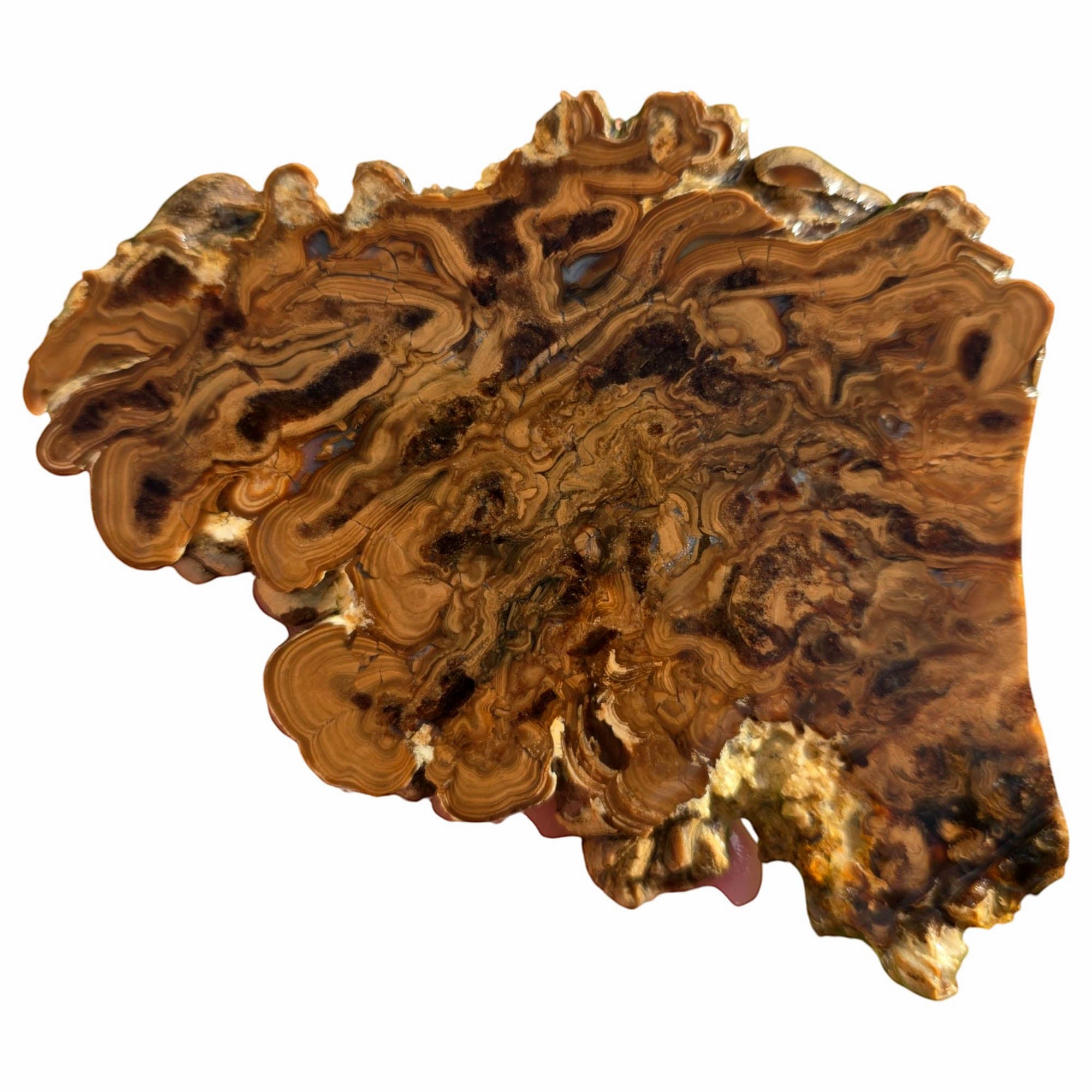 Wyoming Fossil Stromatolite Slab – Eerie Ghastly Bacterial Patterns! #3751-Photo3