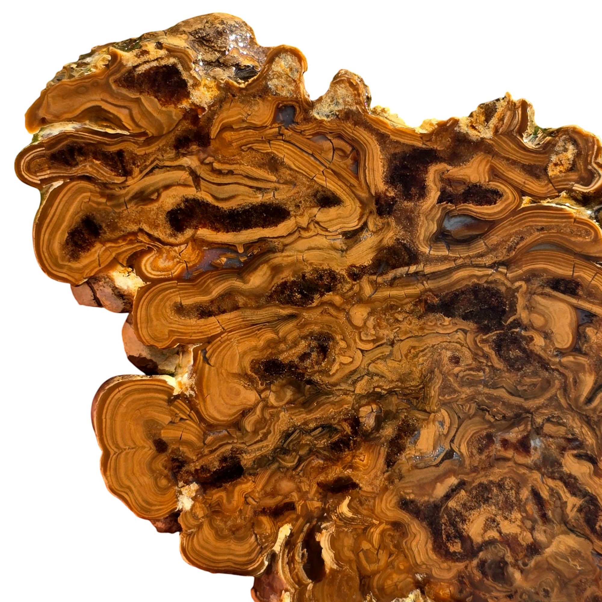 Wyoming Fossil Stromatolite Slab – Eerie Ghastly Bacterial Patterns! #3751-Photo4