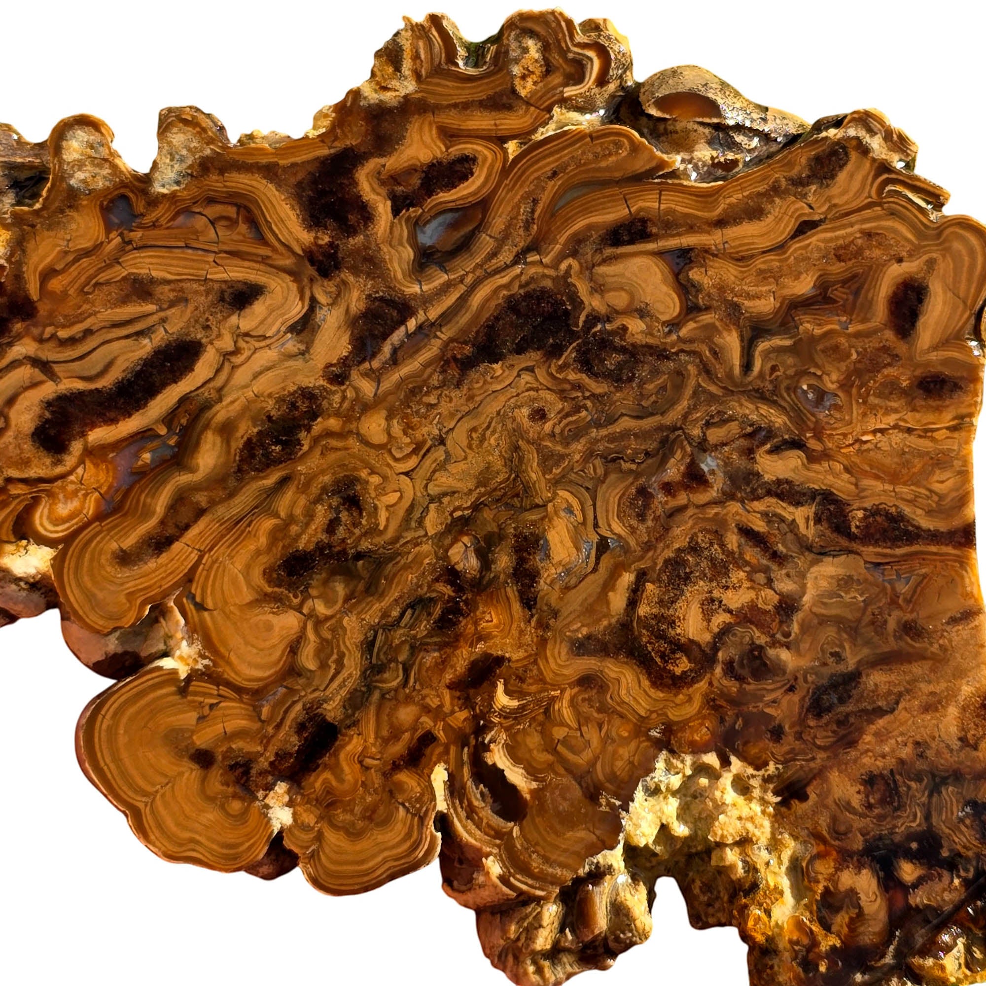 Wyoming Fossil Stromatolite Slab – Eerie Ghastly Bacterial Patterns! #3751-Photo5