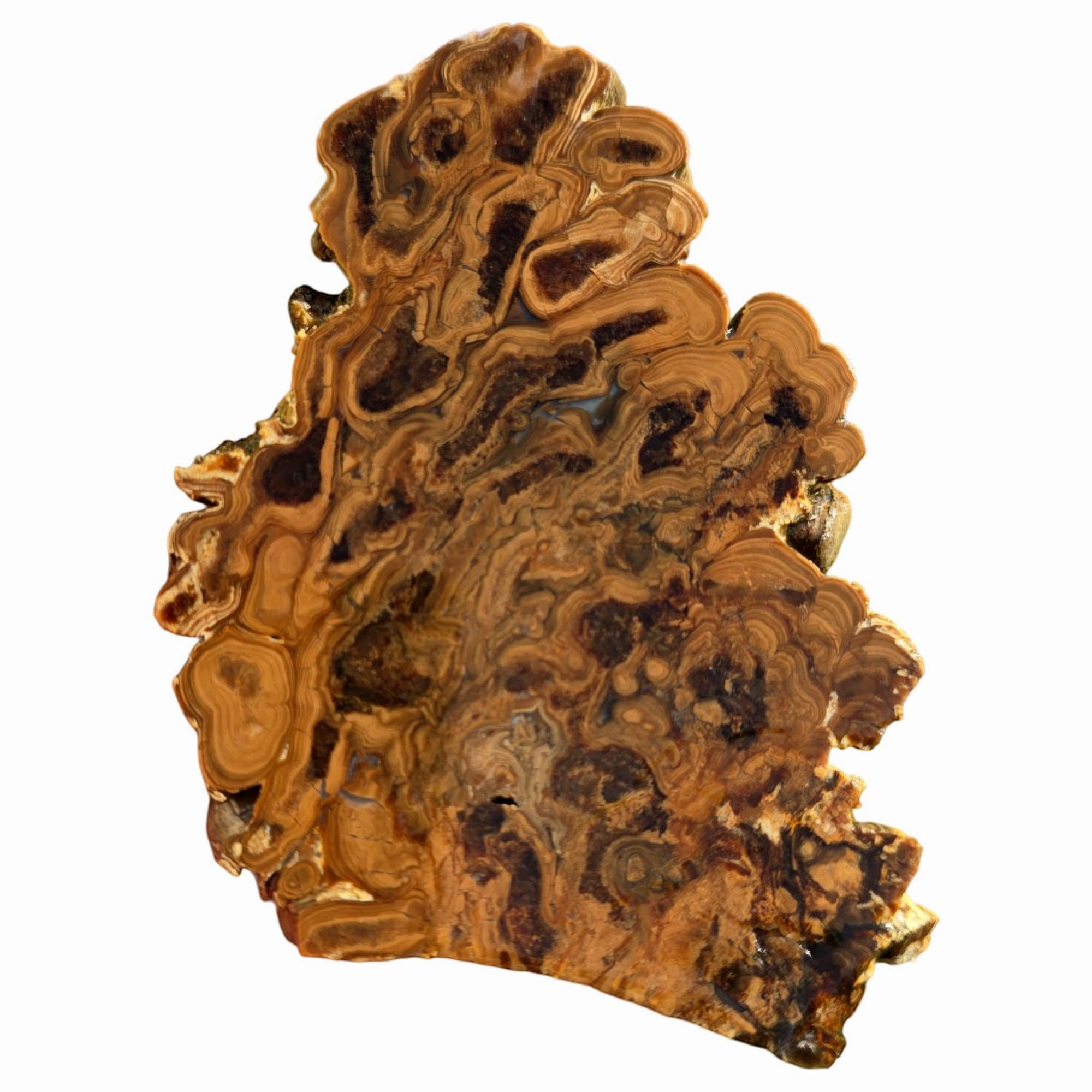 Wyoming Fossil Stromatolite Slab – Eerie Ghastly Bacterial Patterns! #3751-Photo6