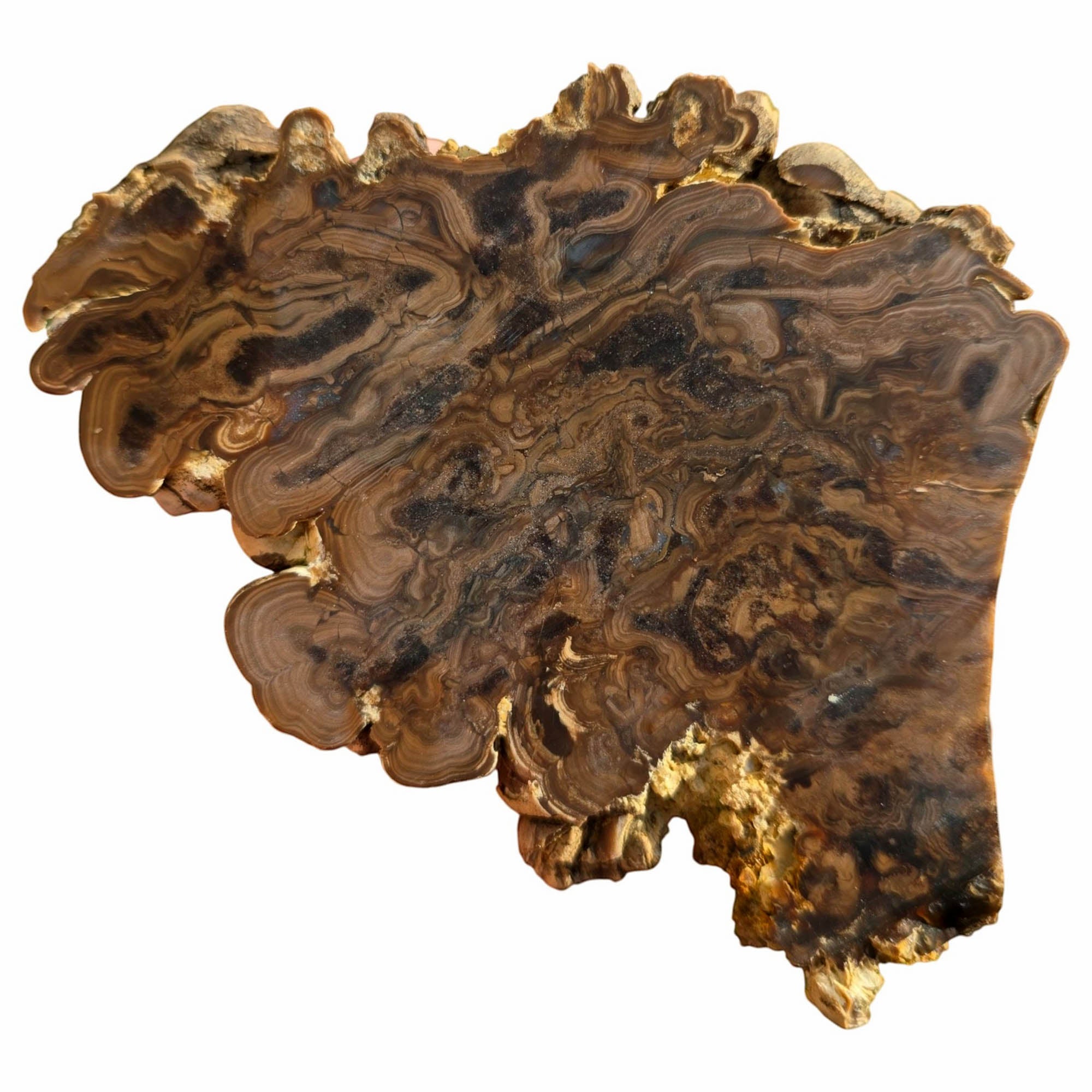 Wyoming Fossil Stromatolite Slab Dry – Eerie Ghastly Bacterial Patterns! #3751-Photo7