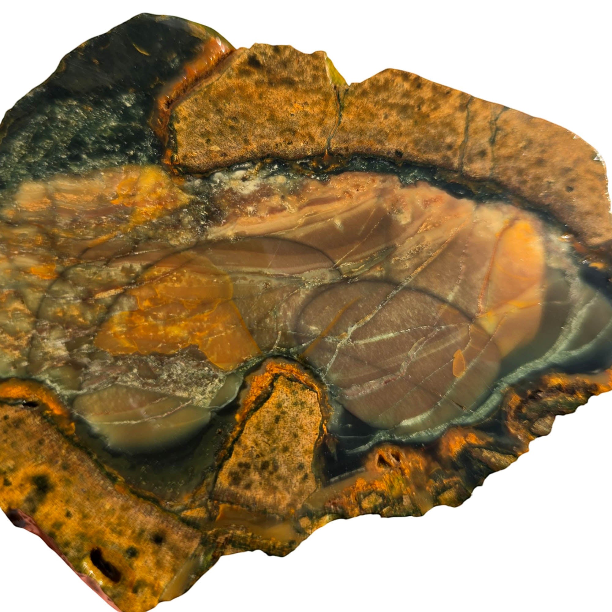 Blue Mountain Jasper Slab – Orbicular Pattern Practice Grade Mitchell! #3753-Photo3