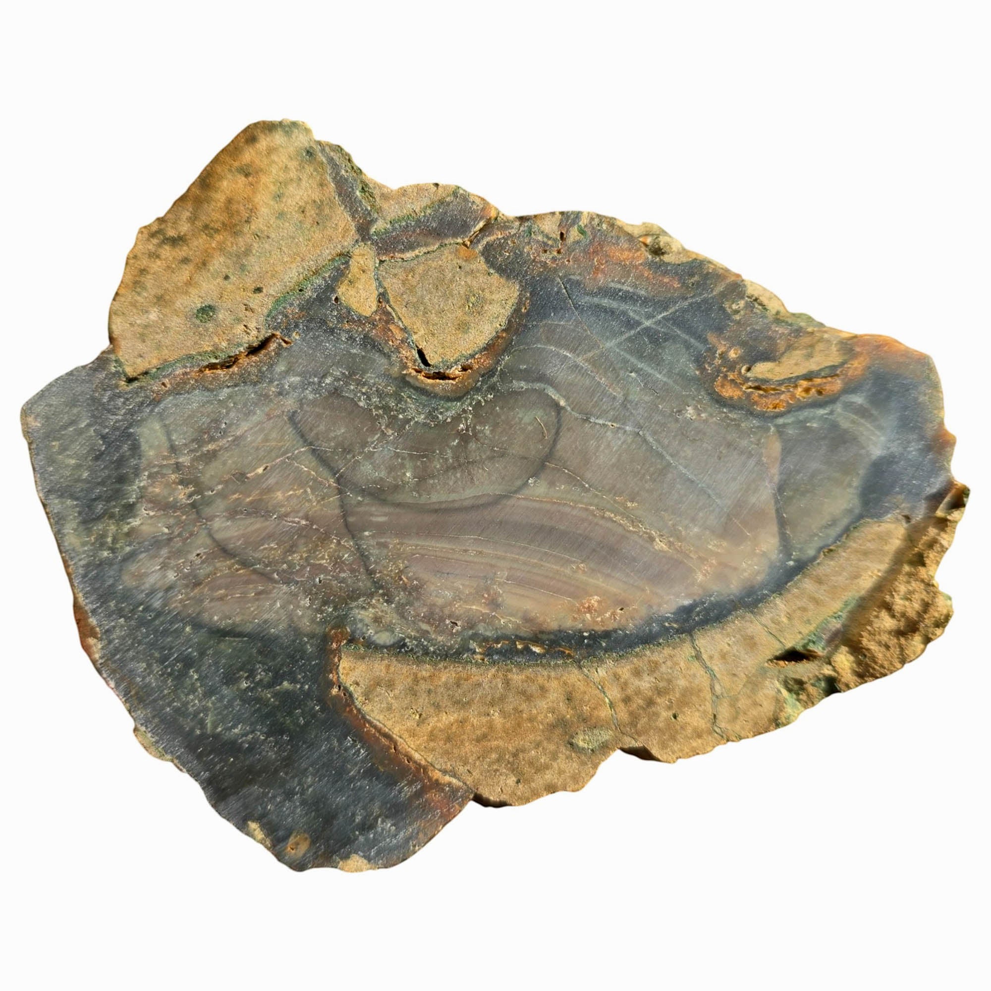 Blue Mountain Jasper Slab Dry – Orbicular Pattern Natural Pitting! #3753-Photo4