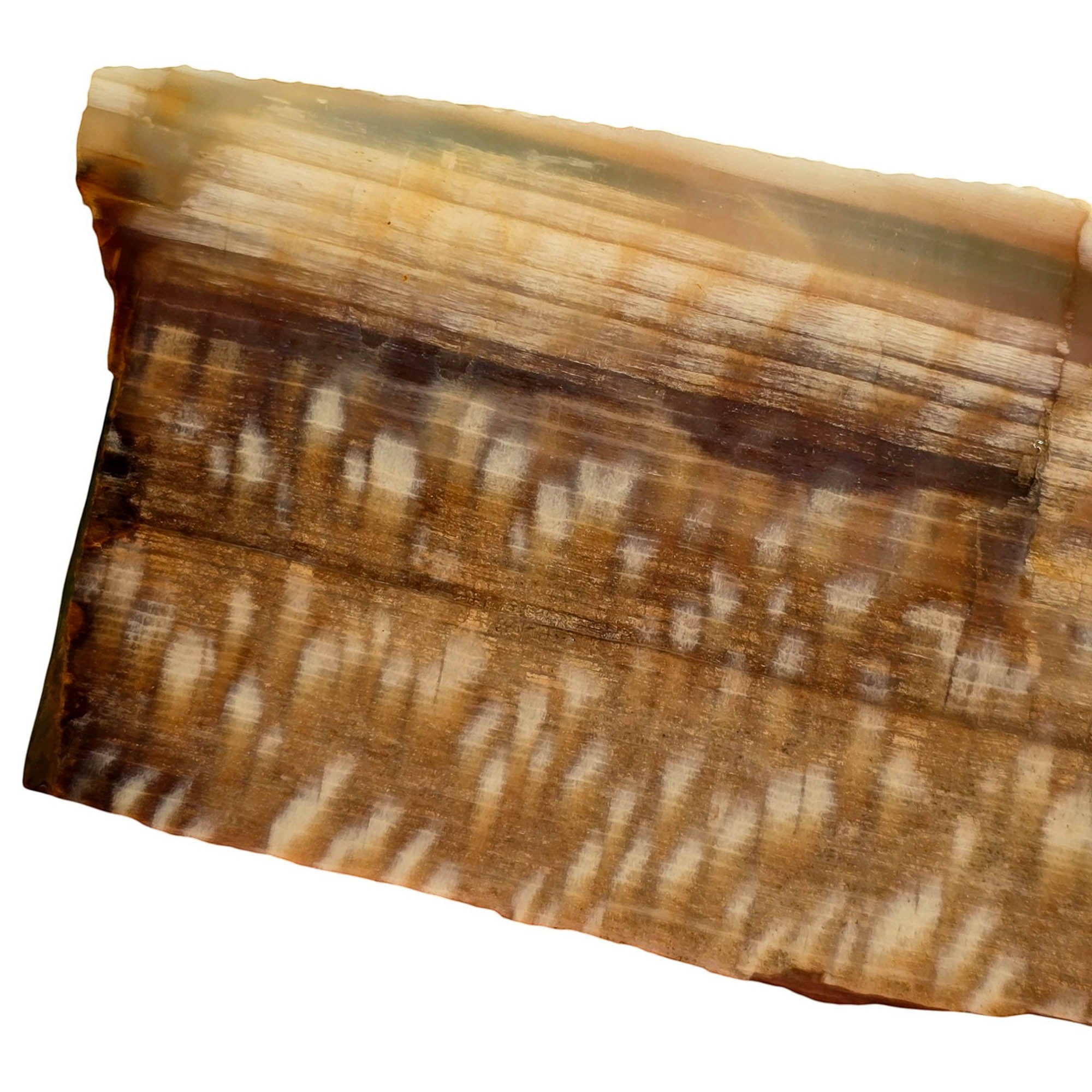 Badger Pocket Petrified Wood Slab – Rare Sycamore Pattern Perfect Cut #3755-2