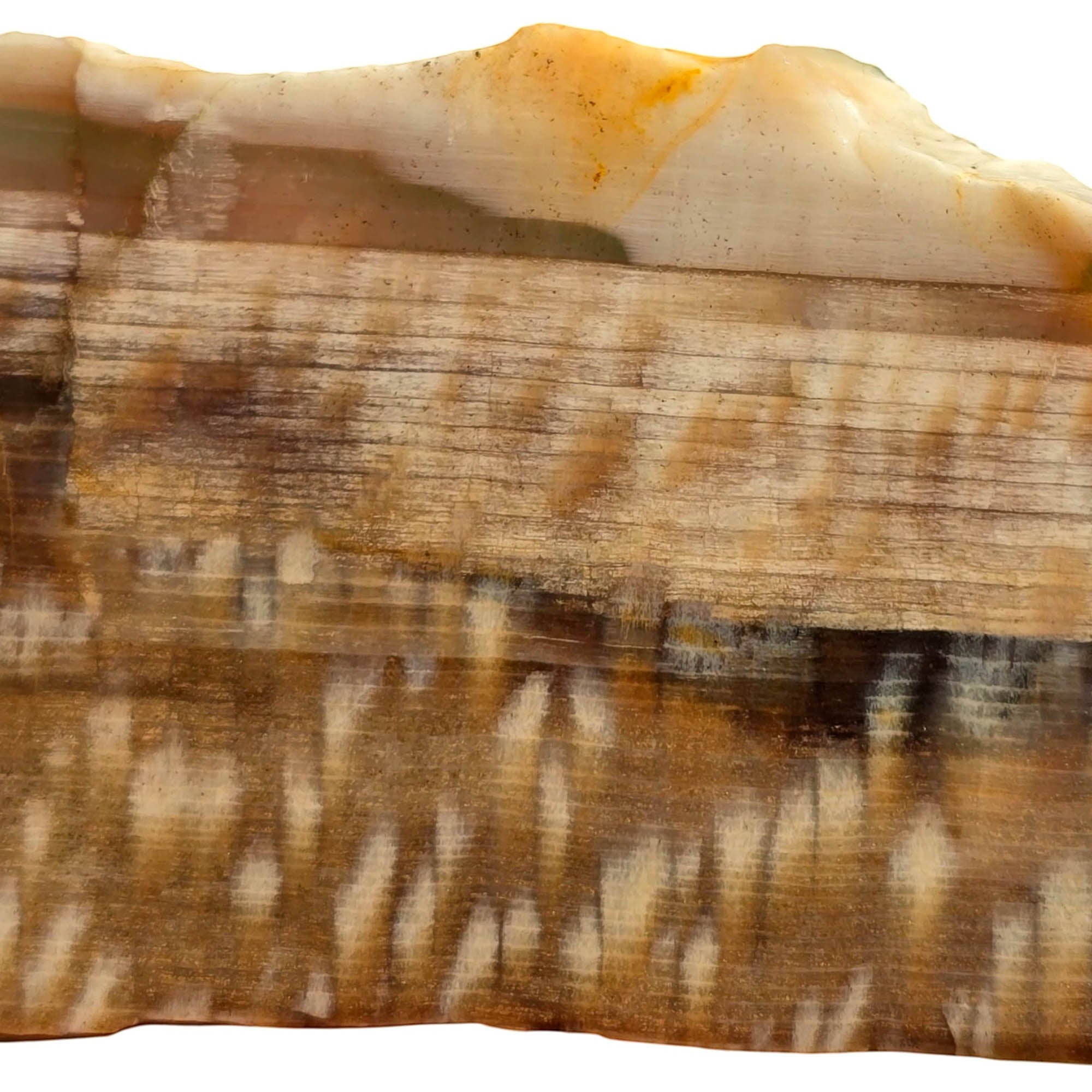 Badger Pocket Petrified Wood Slab – Rare Sycamore Pattern Perfect Cut #3755-3