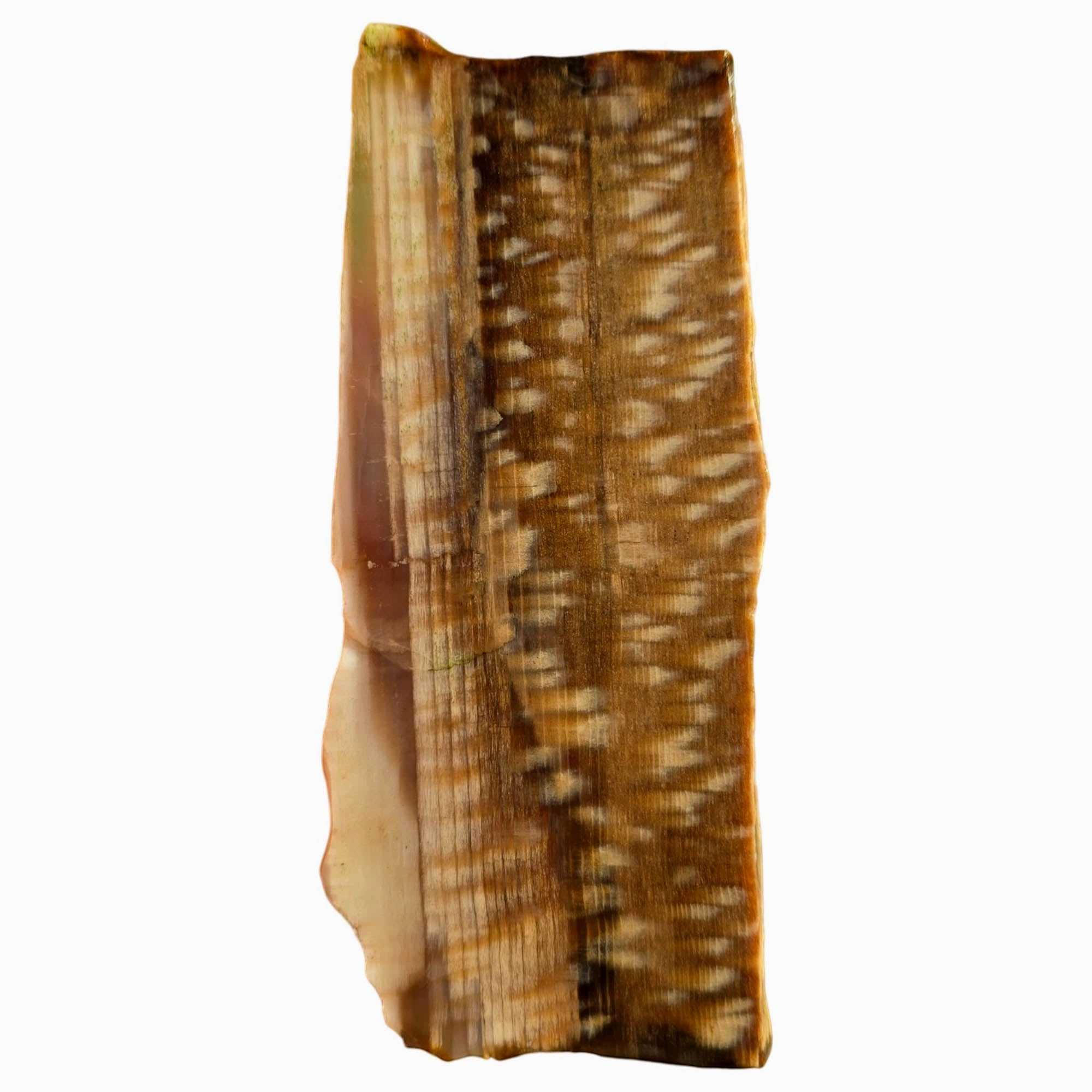 Badger Pocket Petrified Wood Slab – Rare Sycamore Pattern Perfect Cut #3755-4