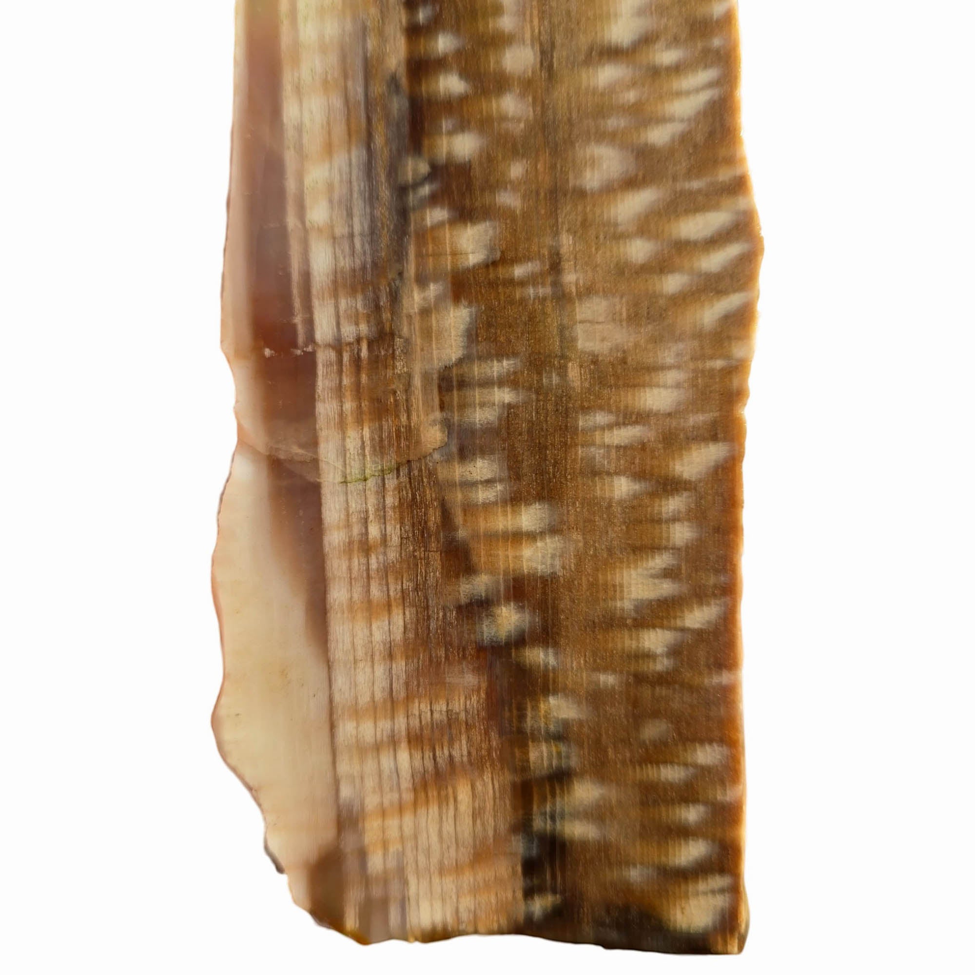 Badger Pocket Petrified Wood Slab – Rare Sycamore Pattern Perfect Cut #3755-5