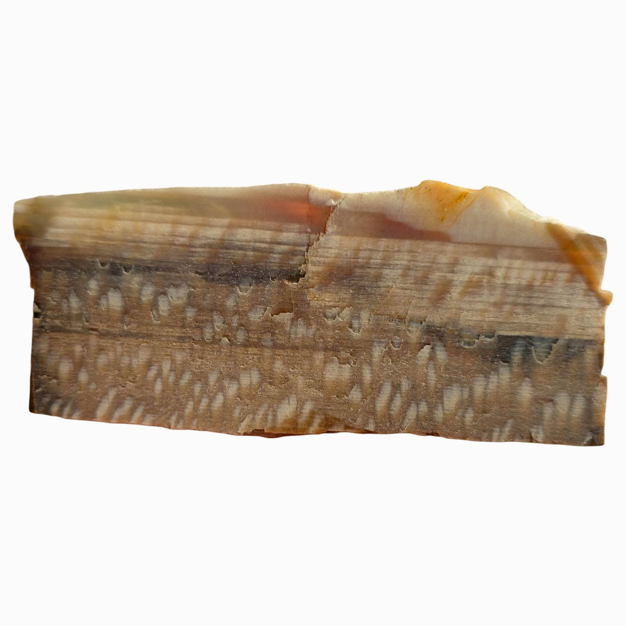 Badger Pocket Petrified Wood Slab Dry – Rare Sycamore Pattern Perfect Cut #3755-6
