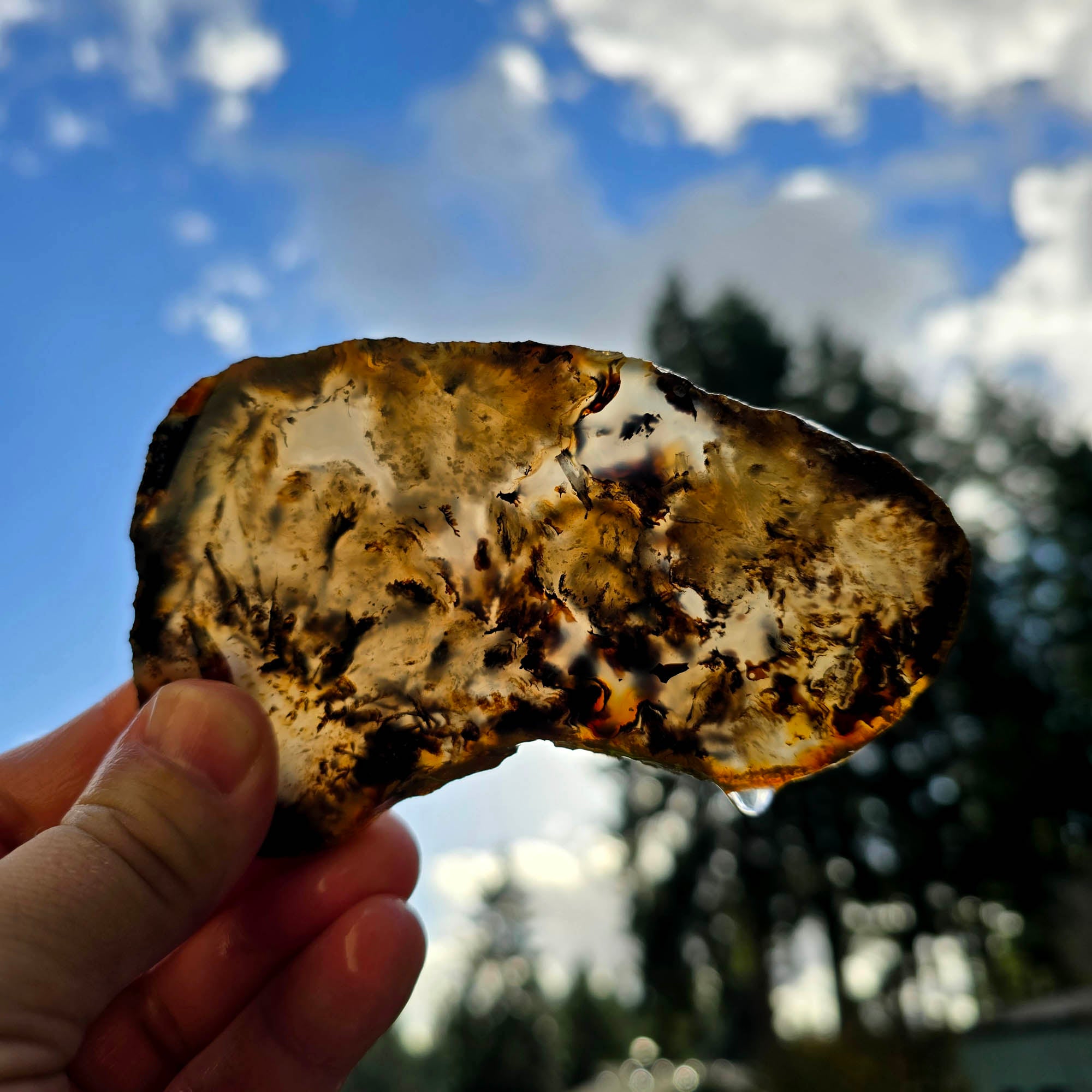 Montana Agate Slab – Black Dendritic Moss Tree Formations! #3763-Photo2