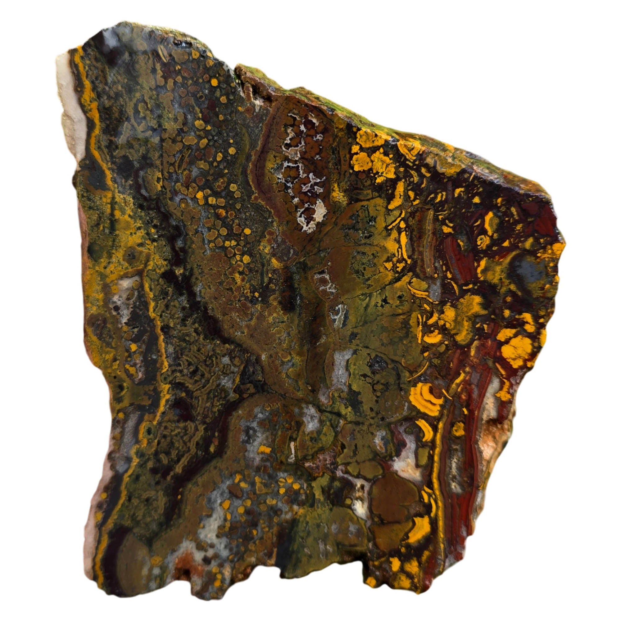 Apple Valley Jasper Slab – White Quartz Rivers Oolitic Fossil #3770-Photo3