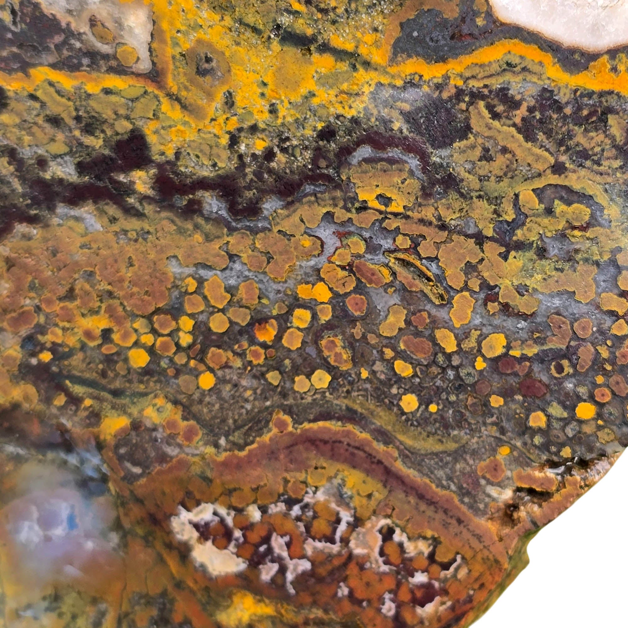 Apple Valley Jasper Slab – White Quartz Rivers Oolitic Fossil #3770-Photo4