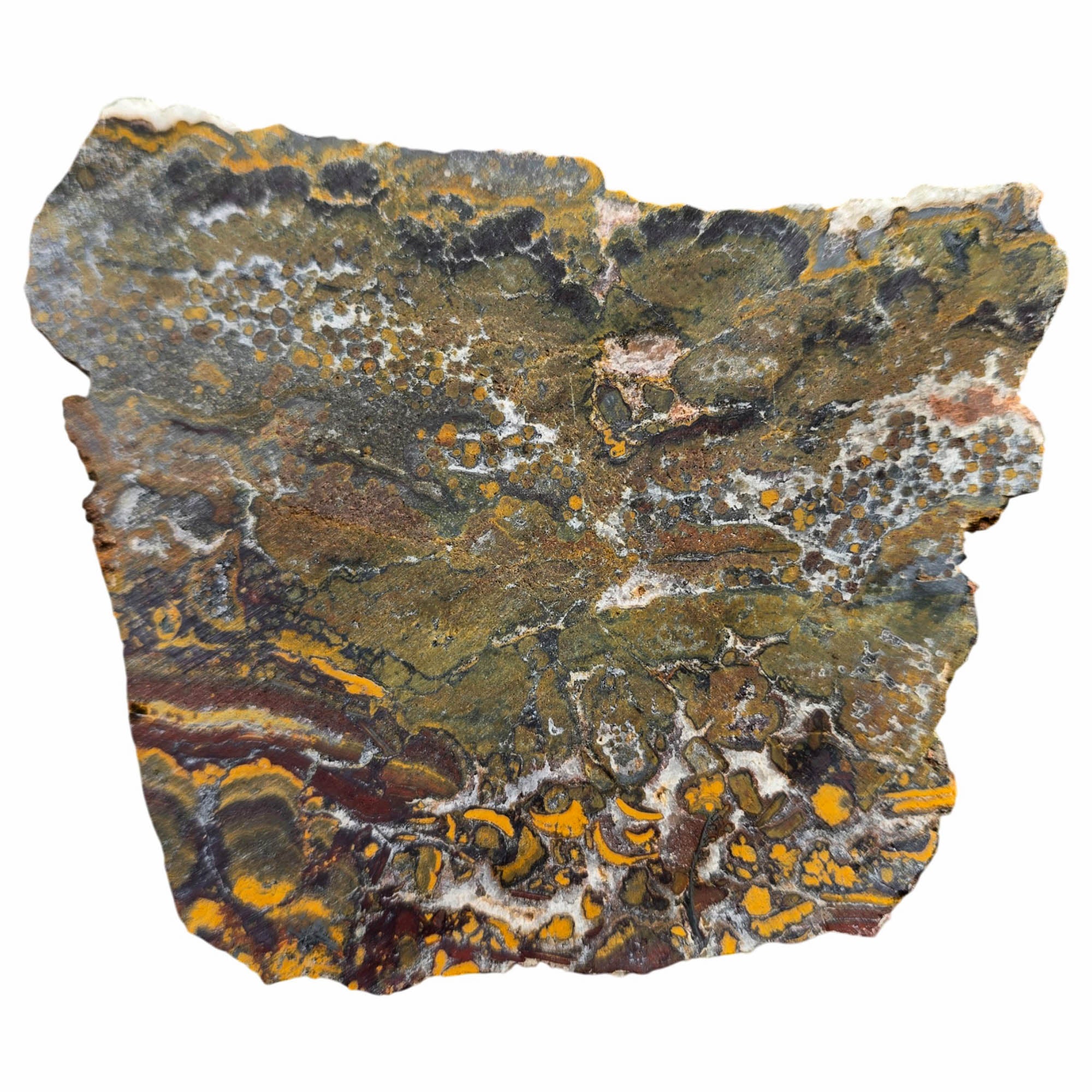 Apple Valley Jasper Slab Dry – White Quartz Rivers Oolitic Fossil #3770-Photo5