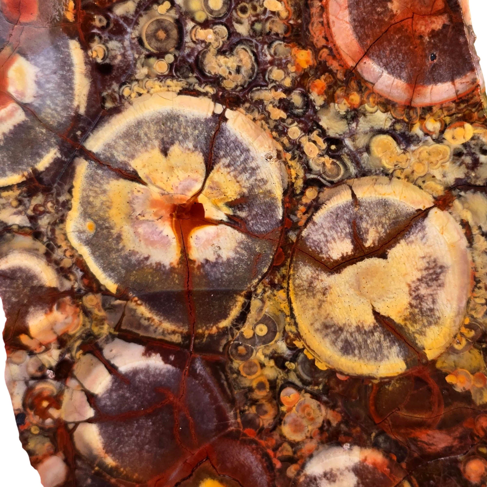 Birdseye Rhyolite Slab – Defined Orbs – Mexico Old Stock #3772-Photo2