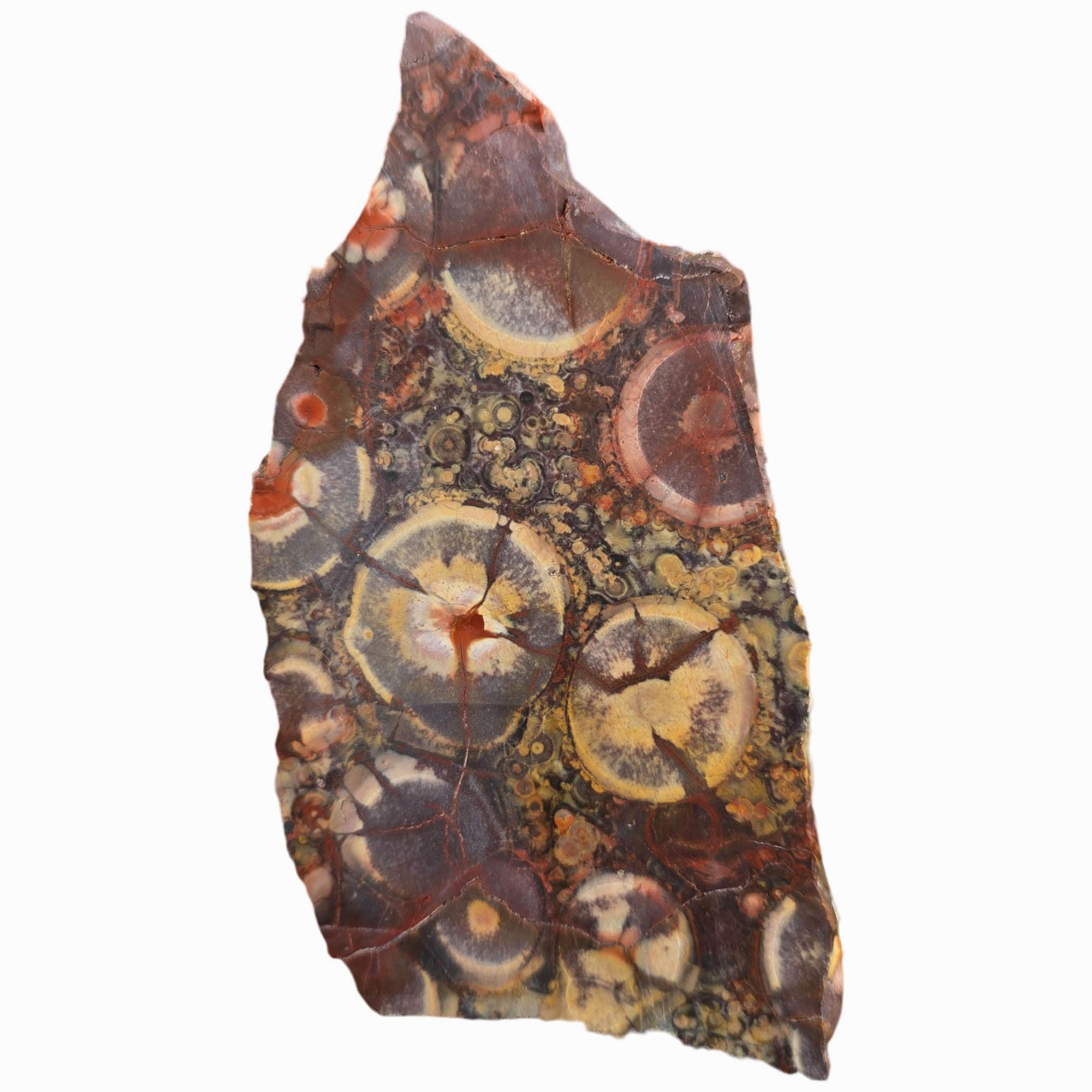 Birdseye Rhyolite Slab Dry – Defined Orbs – Mexico Old Stock #3772-Photo4